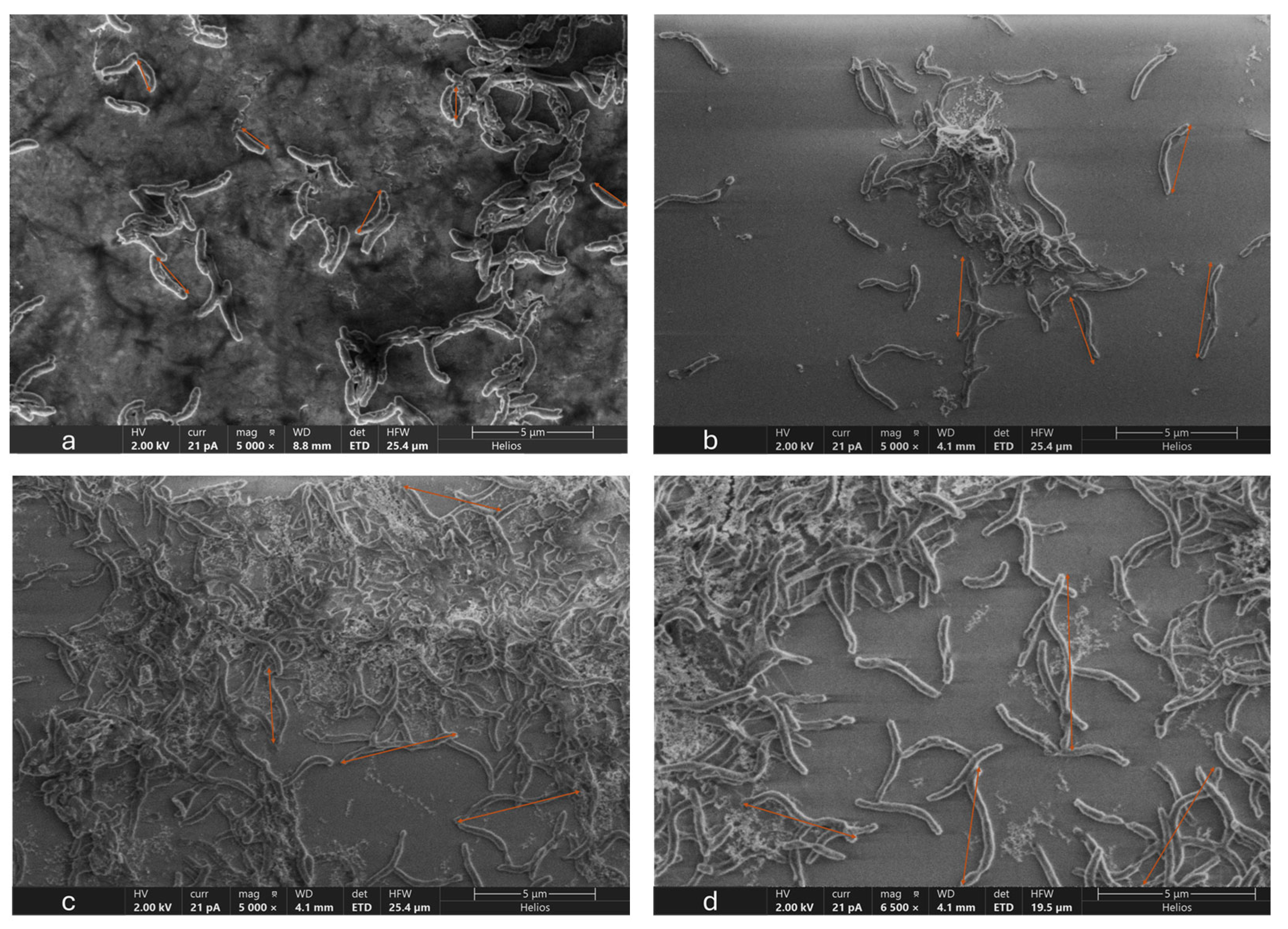 Microorganisms 12 01747 g006 Microorganisms 12 01747 g006