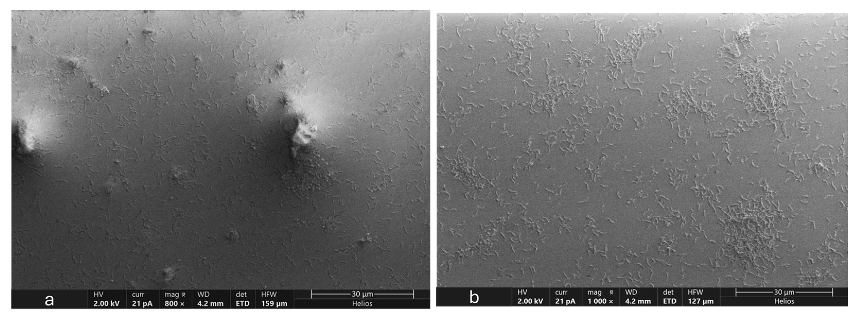 Microorganisms 12 01747 g007a Microorganisms 12 01747 g007a