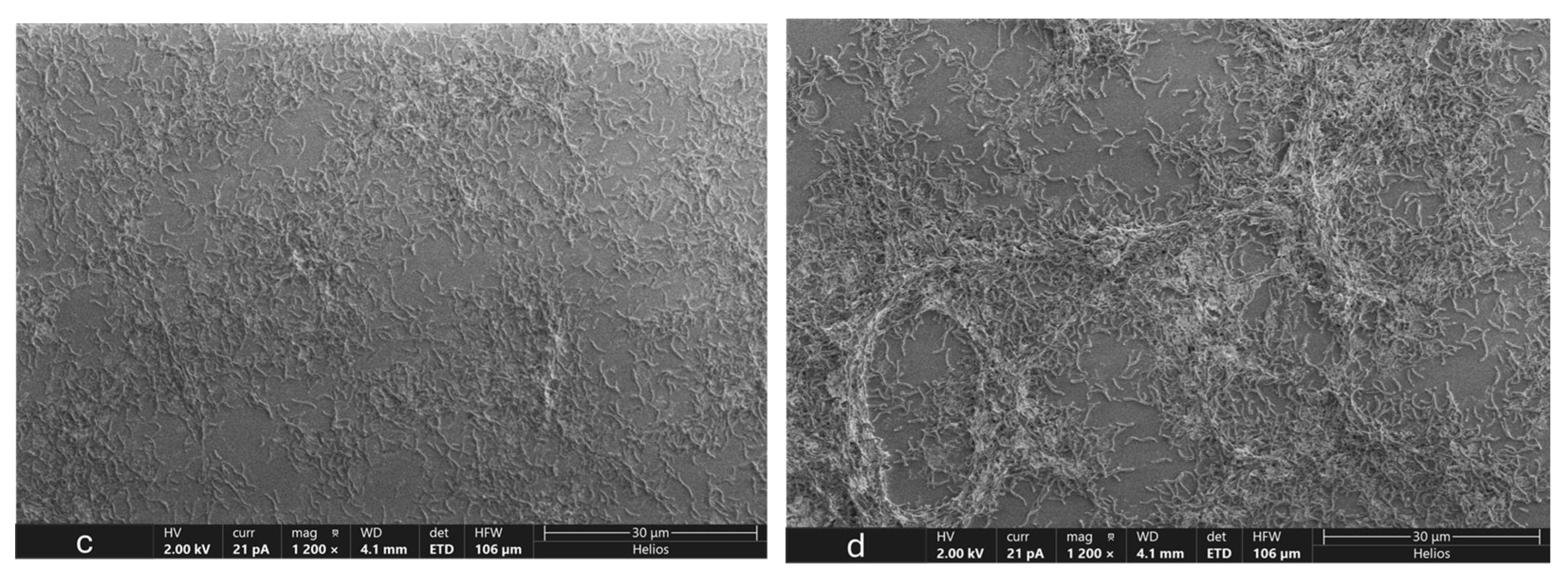 Microorganisms 12 01747 g007b Microorganisms 12 01747 g007b