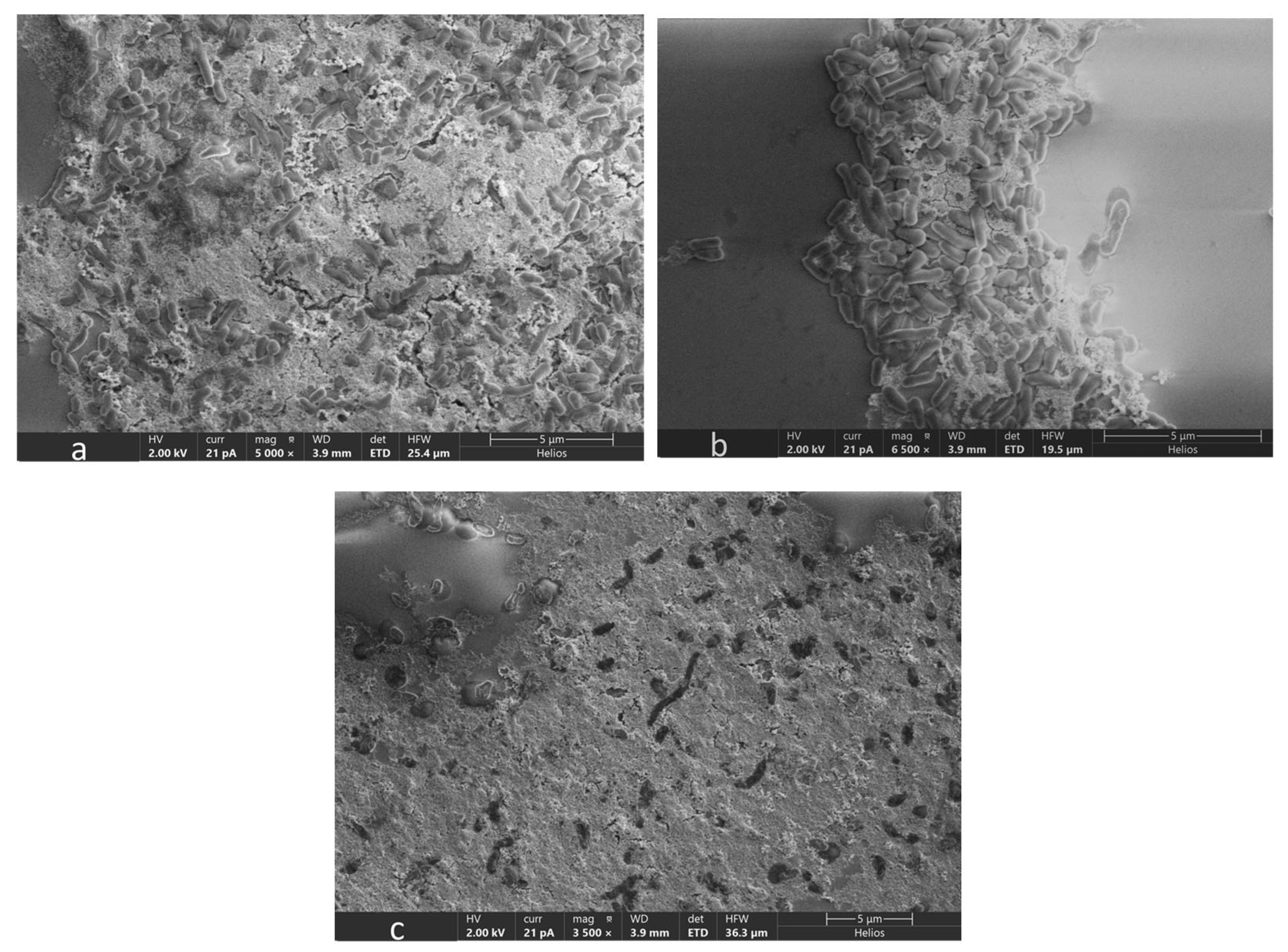 Microorganisms 12 01747 g008 Microorganisms 12 01747 g008