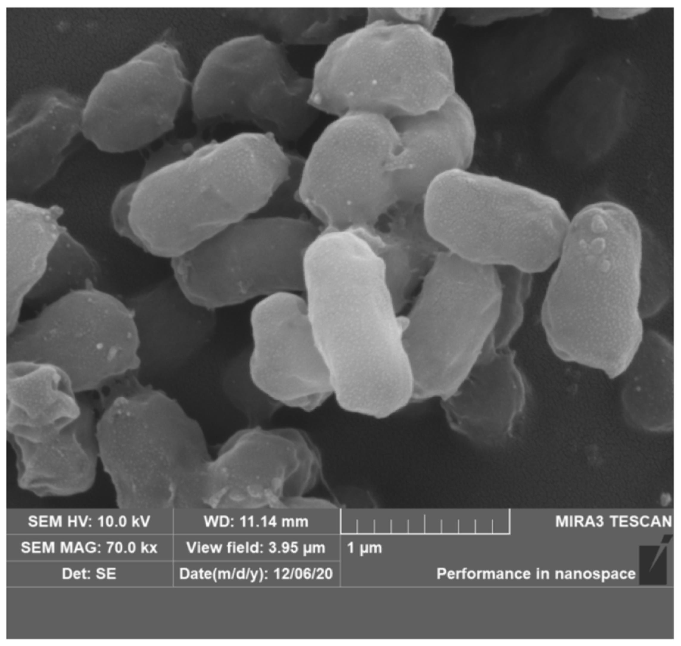 Microorganisms 12 01748 g003 Microorganisms 12 01748 g003