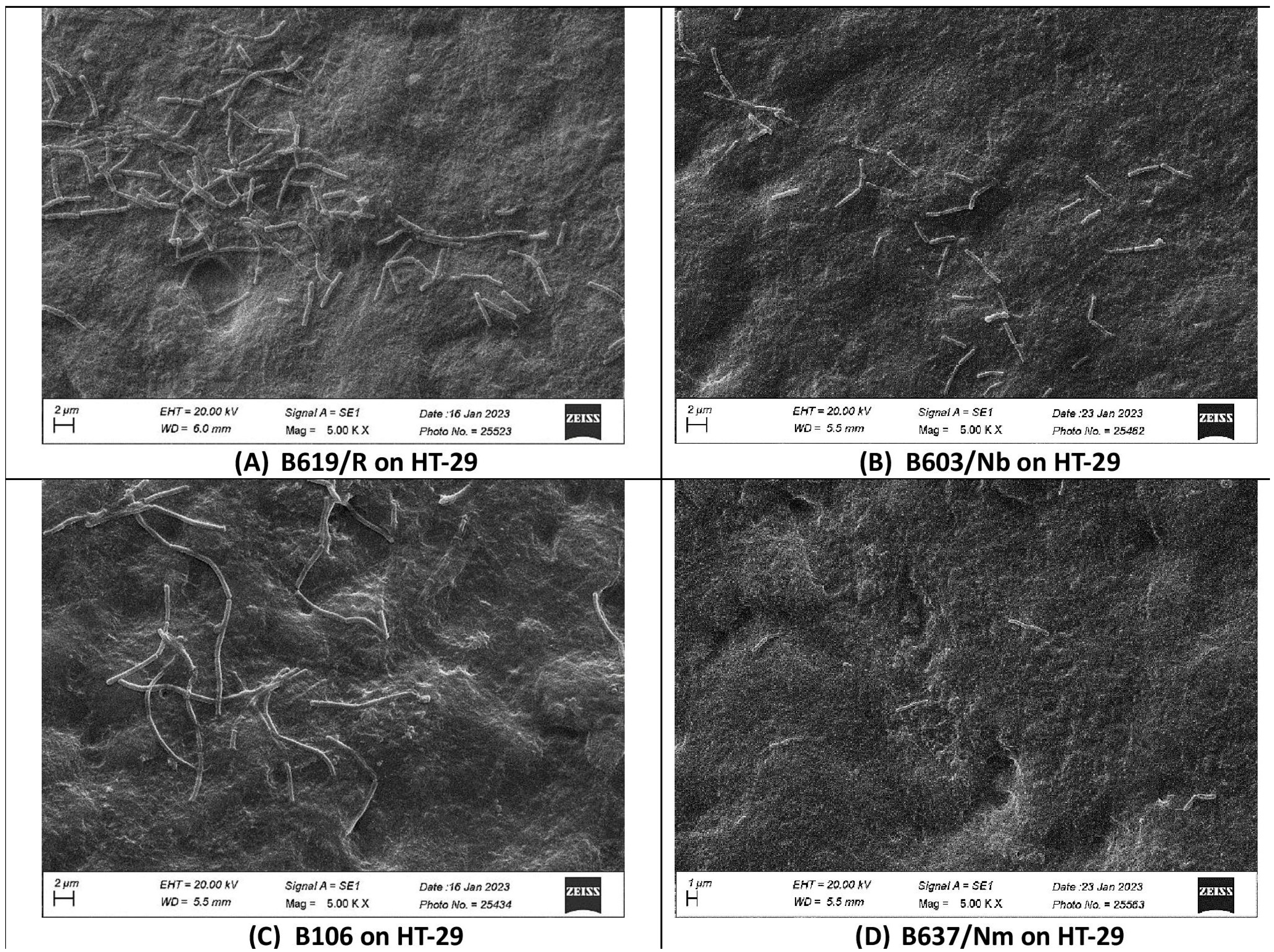 Microorganisms 12 01771 g001 Microorganisms 12 01771 g001