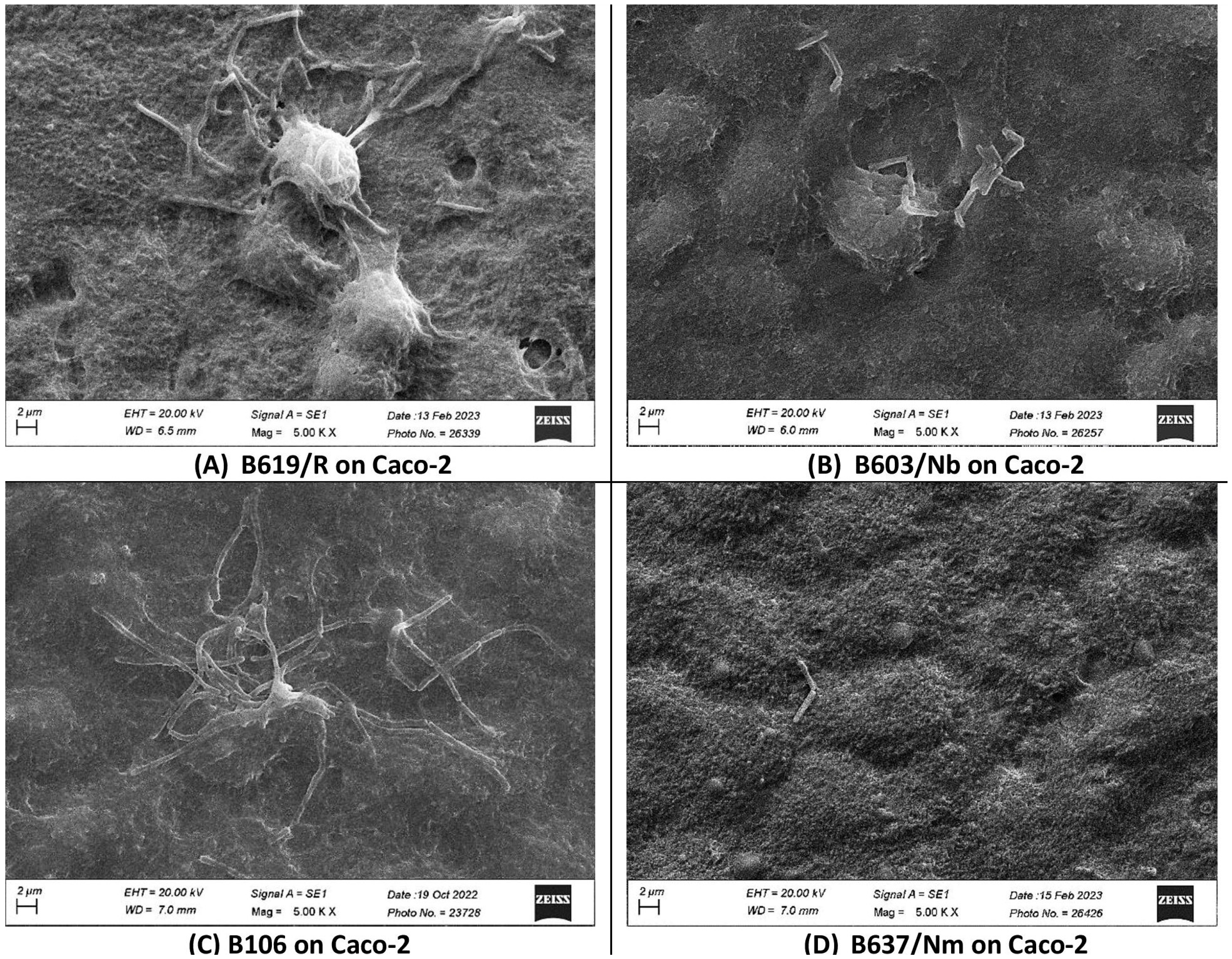 Microorganisms 12 01771 g002 Microorganisms 12 01771 g002