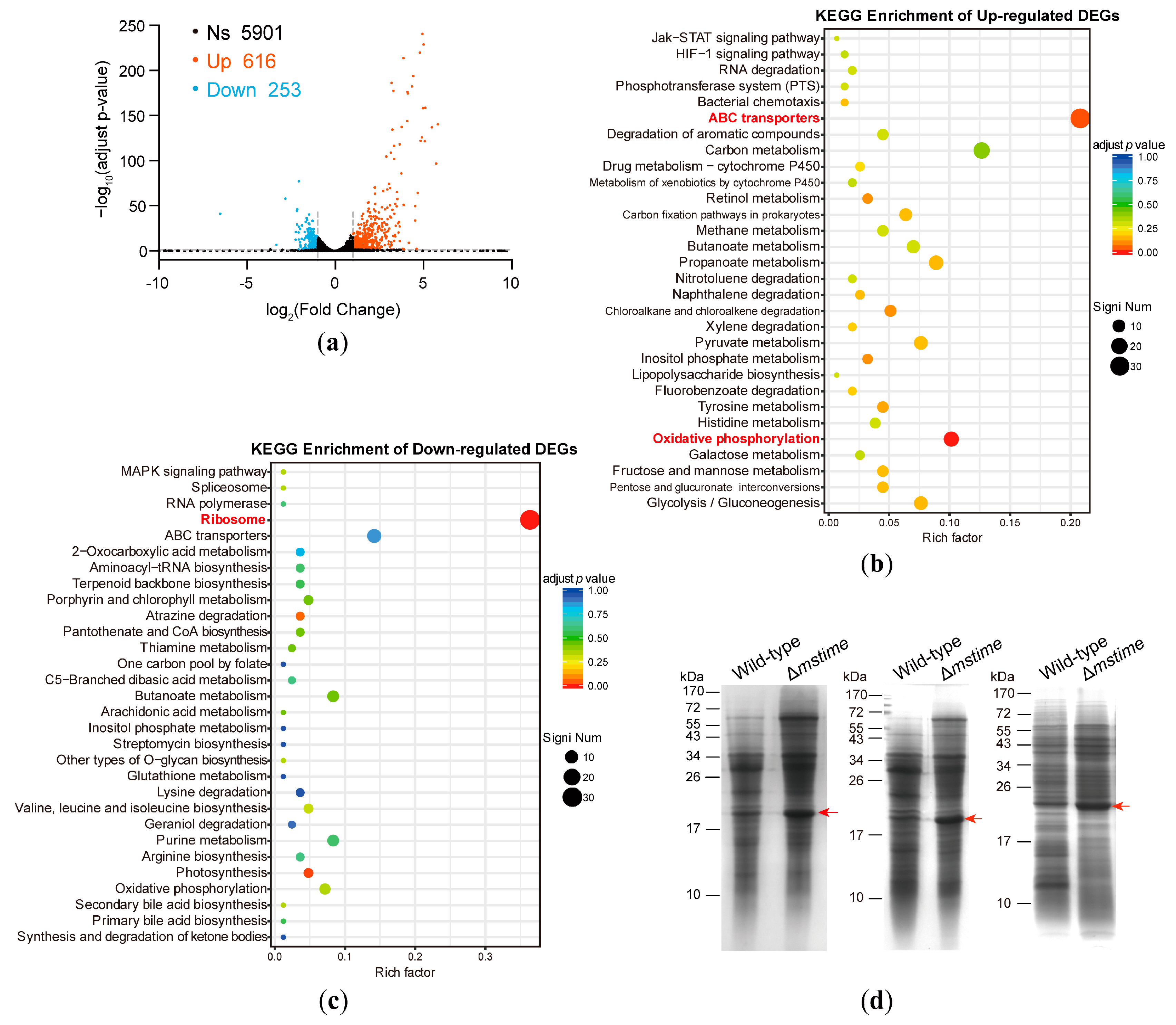 Microorganisms 12 01827 g001