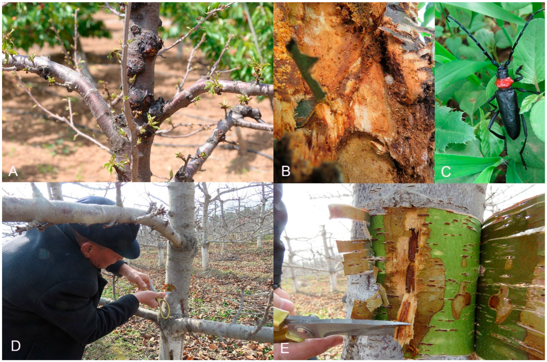 Microorganisms 12 01837 g001