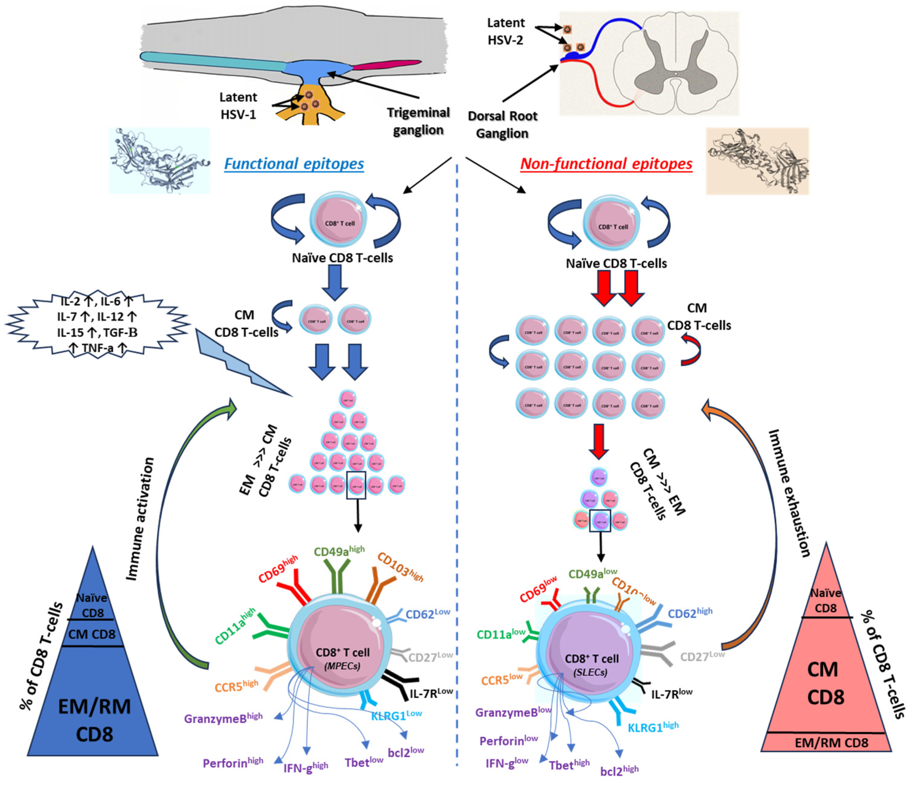 Microorganisms 12 01846 g002 Microorganisms 12 01846 g002