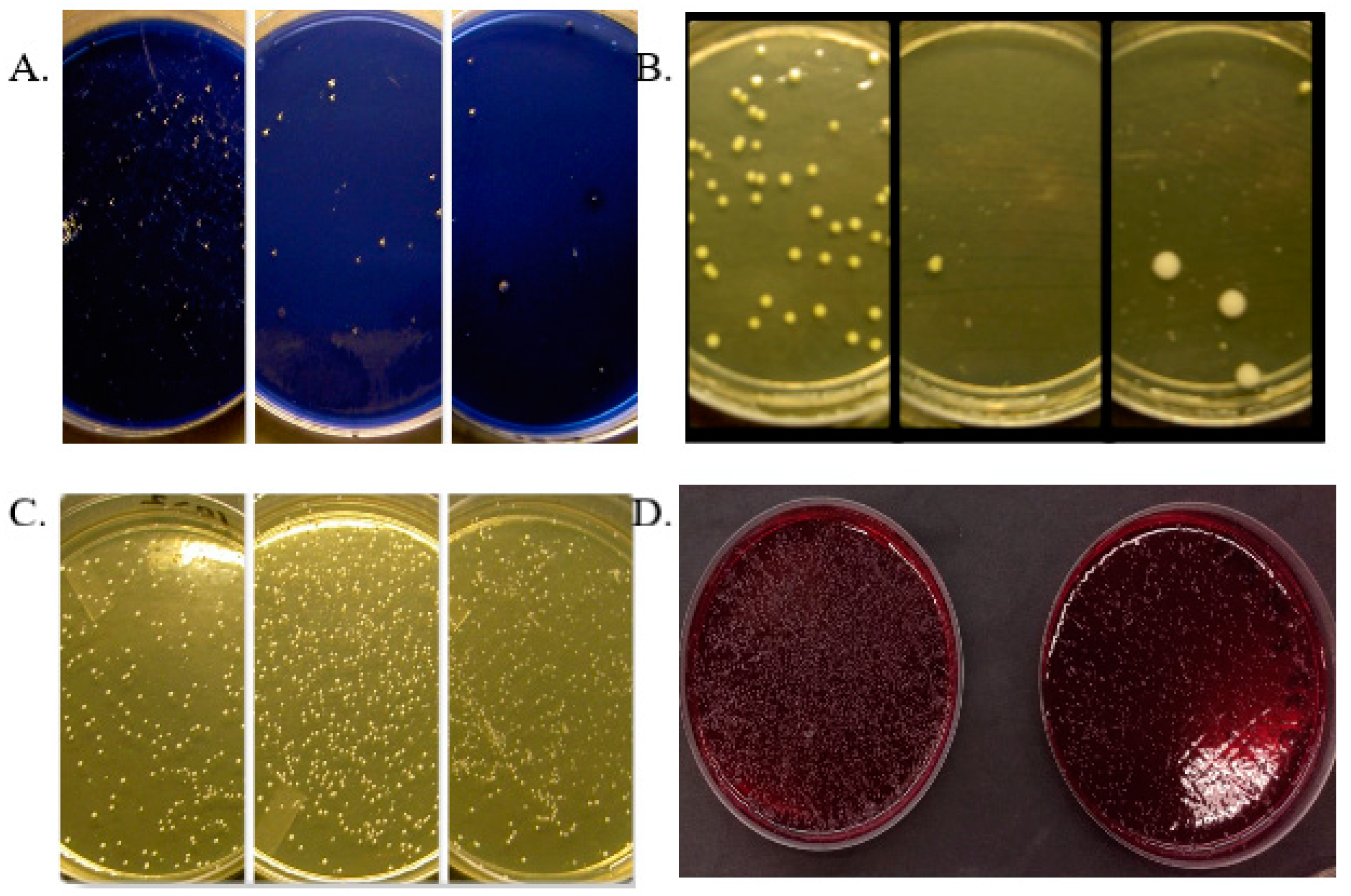 Microorganisms 12 01850 g001