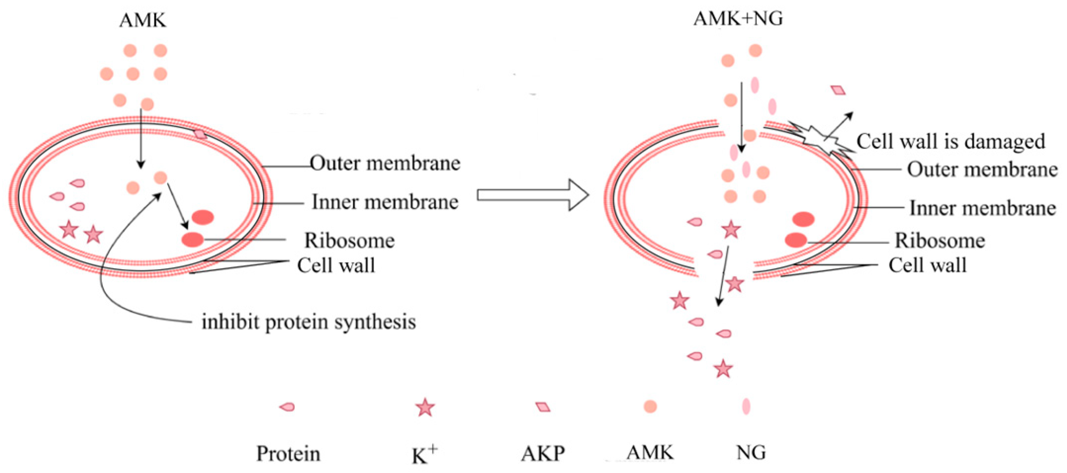 Microorganisms 12 01871 g007