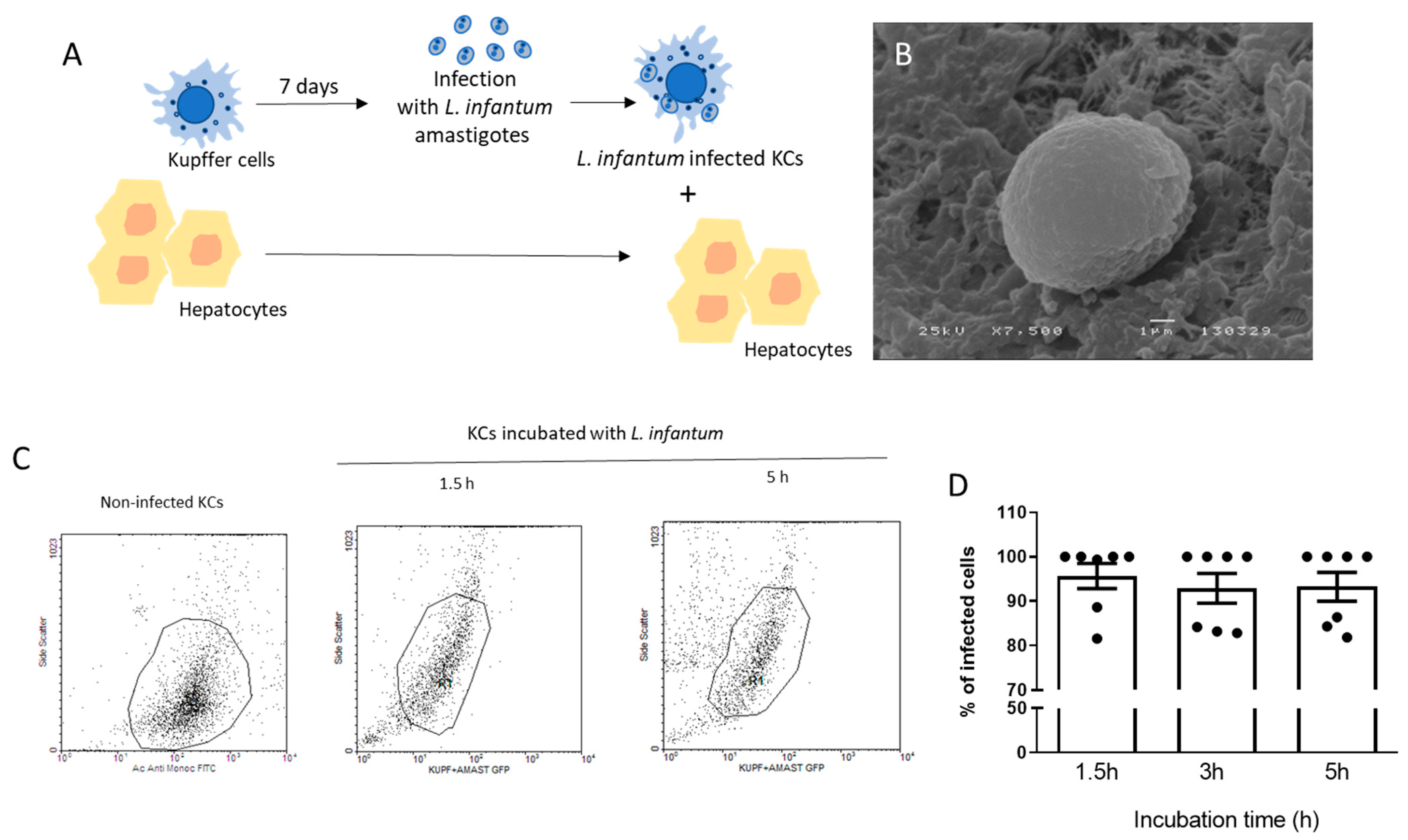 Microorganisms 12 01887 g001