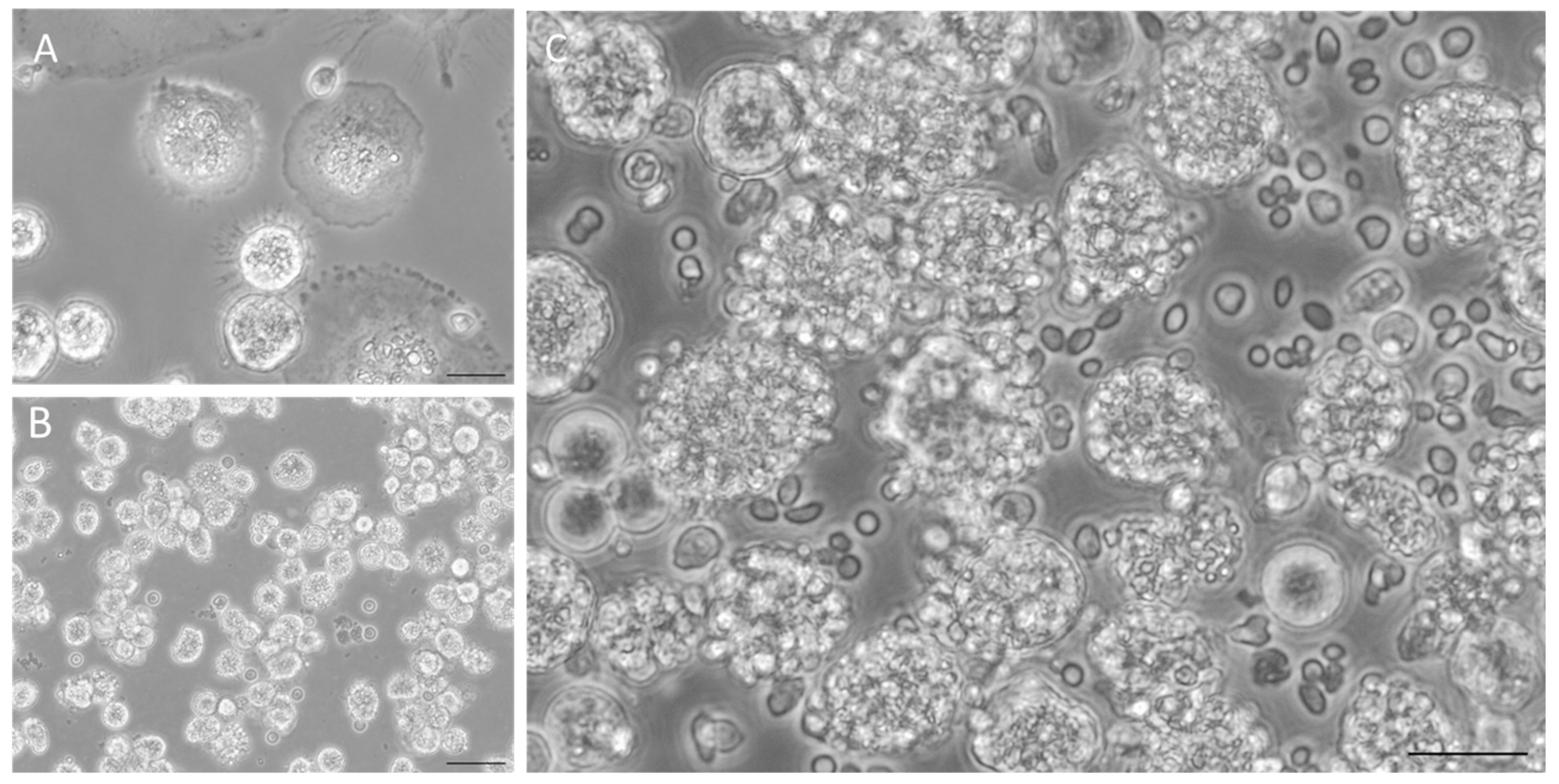 Microorganisms 12 01887 g002