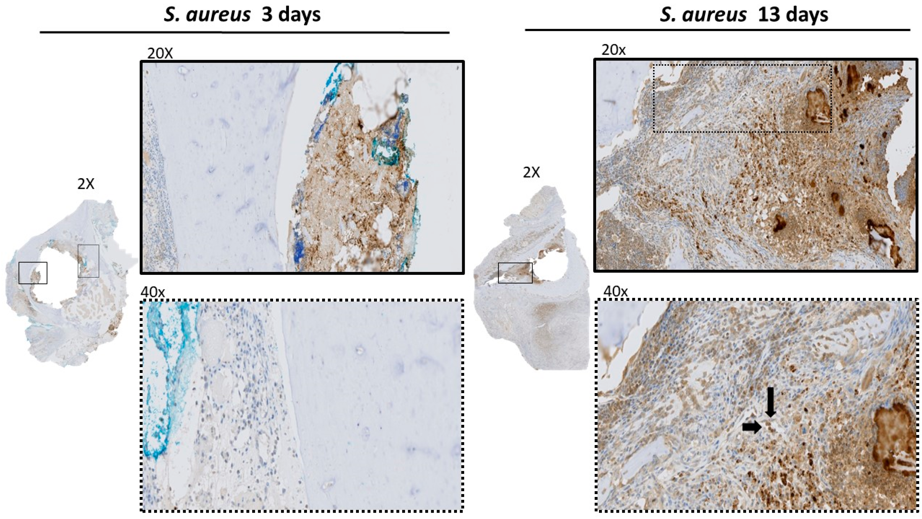 Microorganisms 12 01895 g005