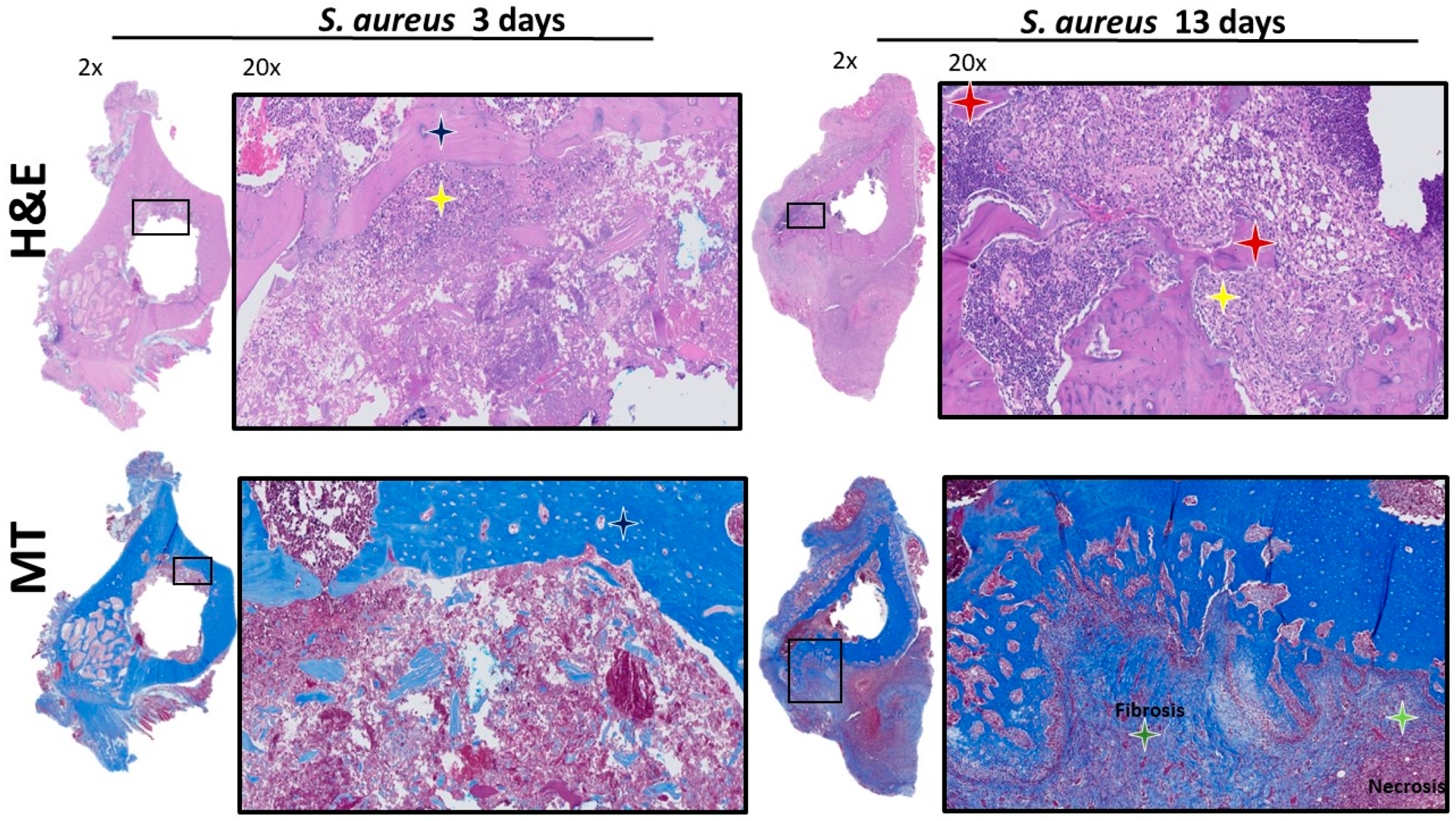Microorganisms 12 01895 g006