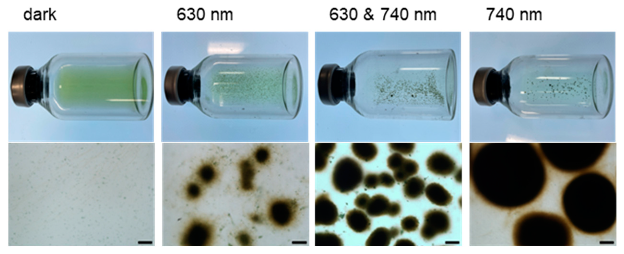 Microorganisms 12 01904 g004