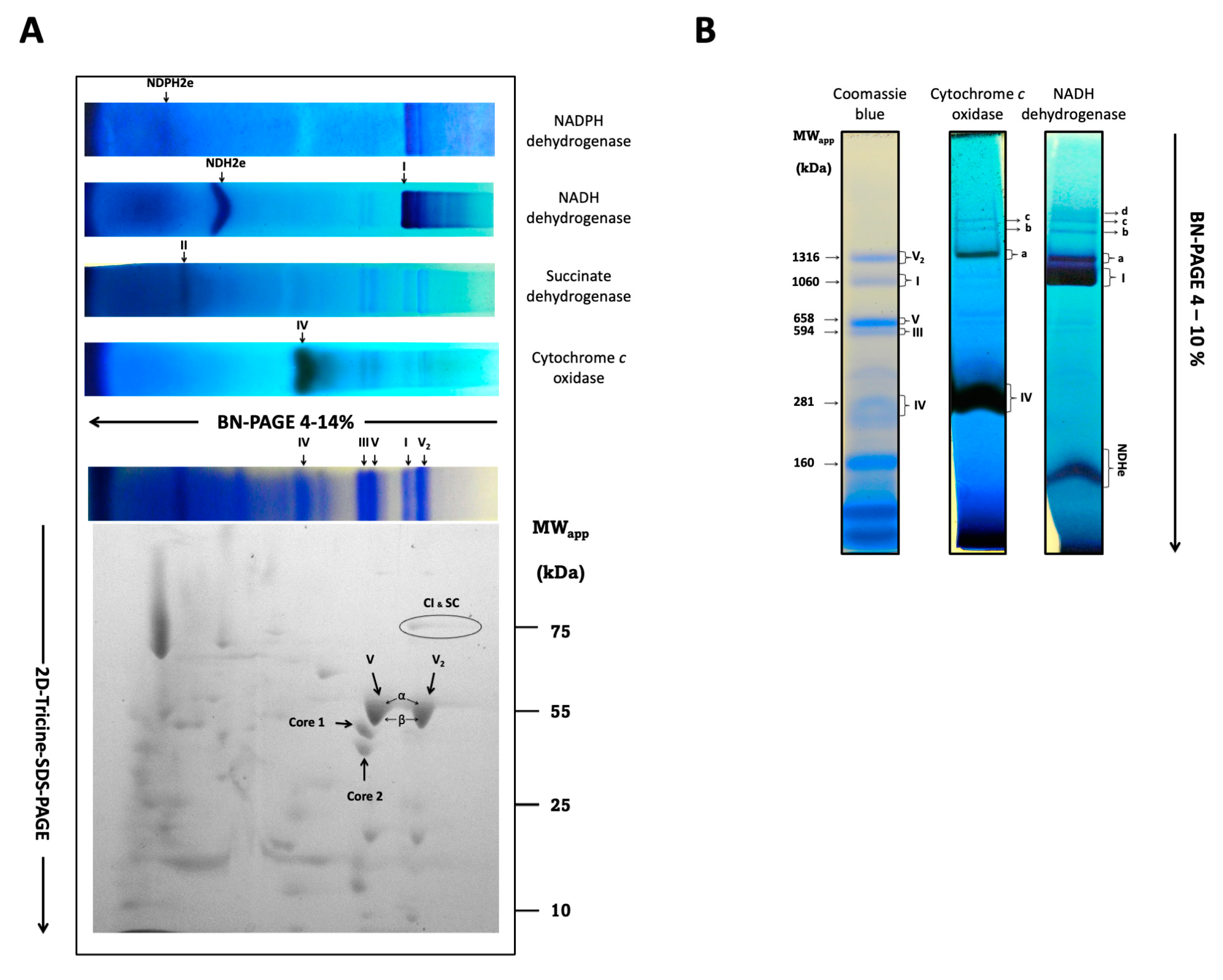 Microorganisms 12 01931 g005