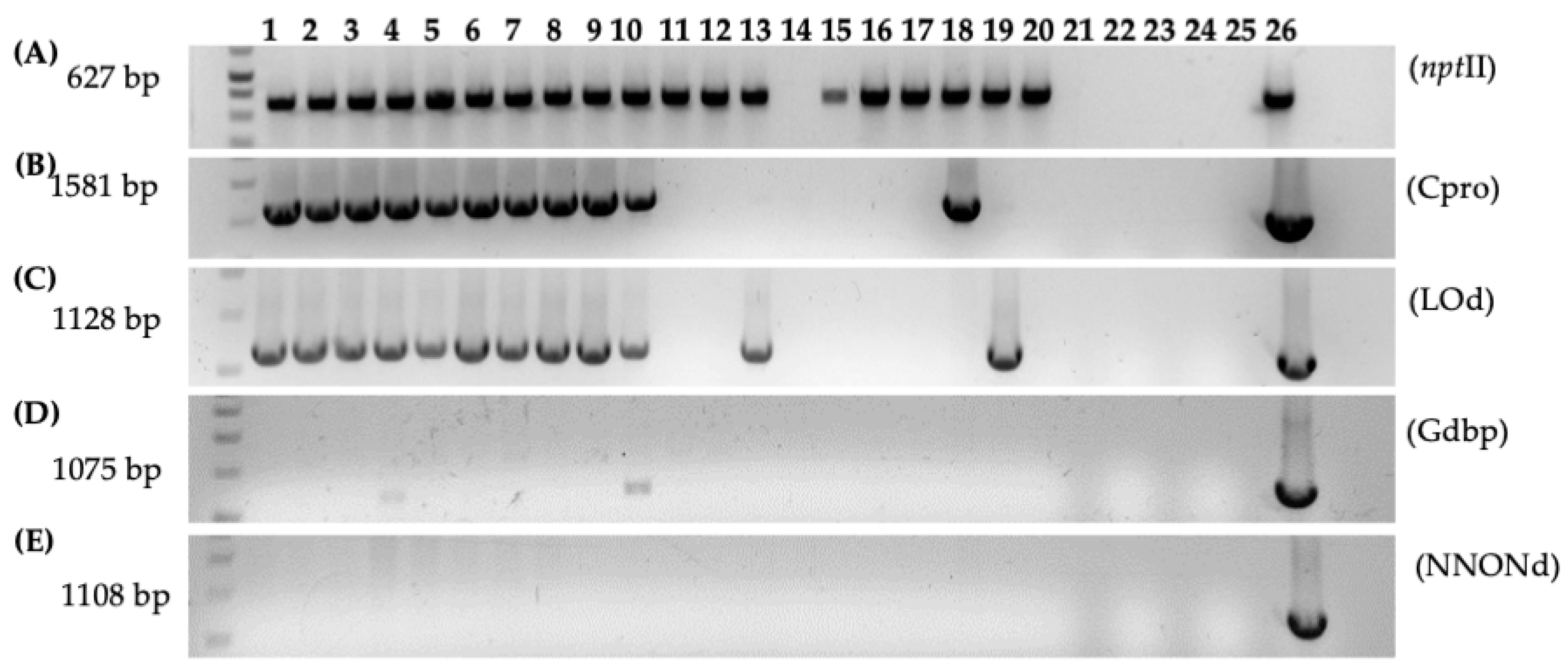 Microorganisms 12 01999 g007 Microorganisms 12 01999 g007