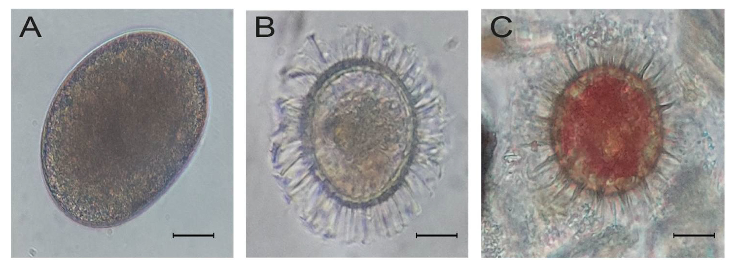 Microorganisms 12 02015 g006 Microorganisms 12 02015 g006