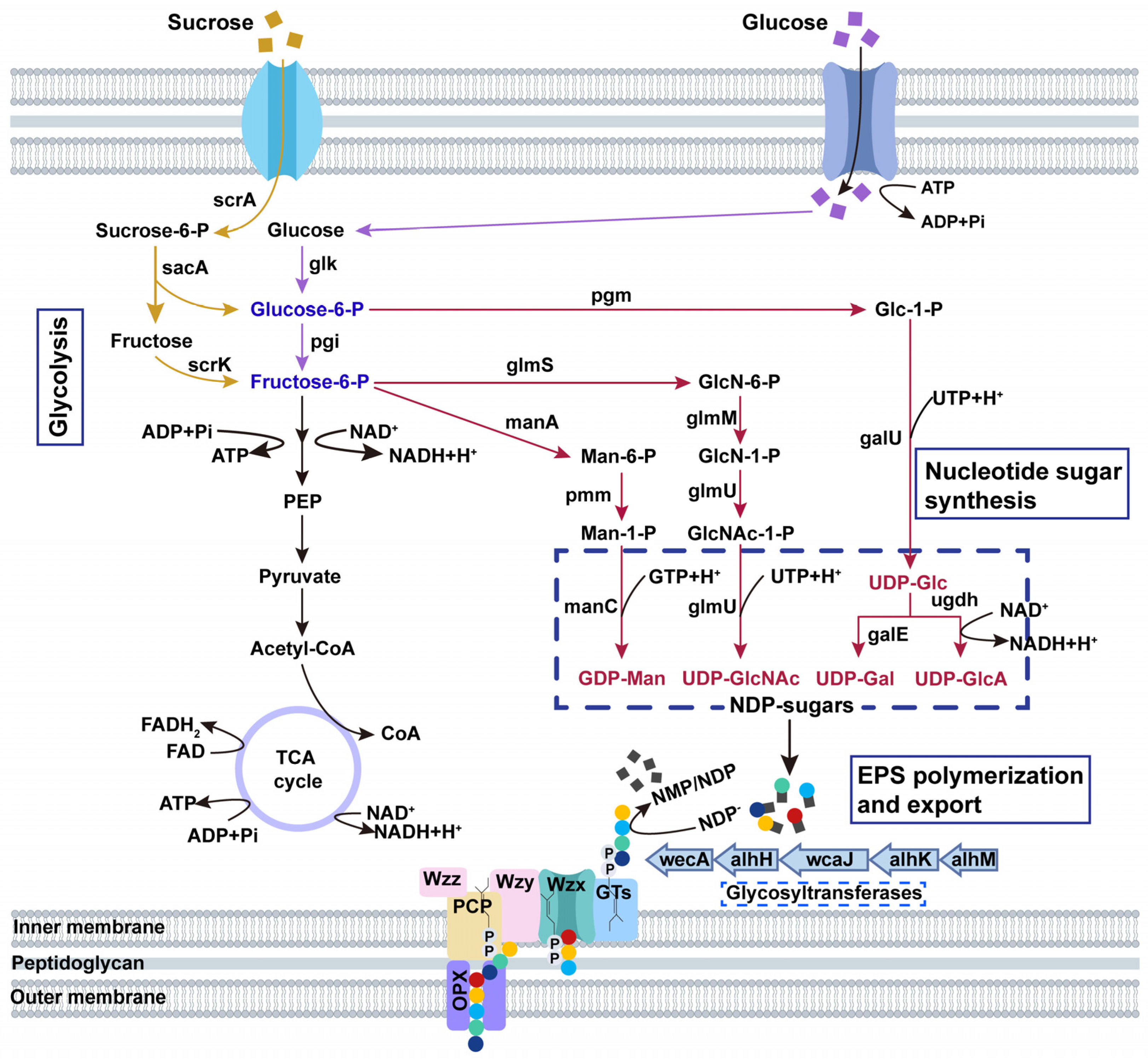 Microorganisms 12 02016 g002