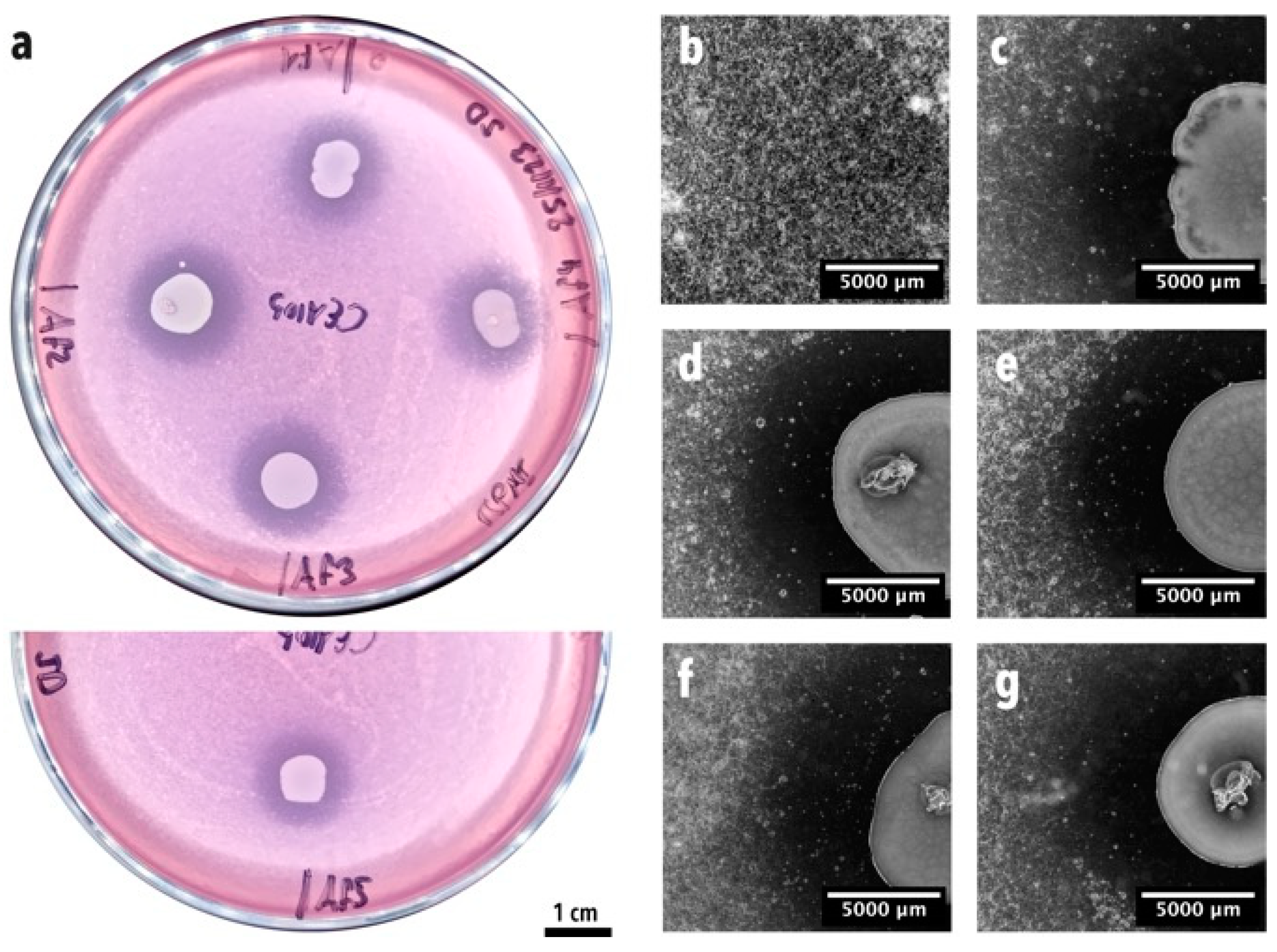 Microorganisms 12 02025 g003