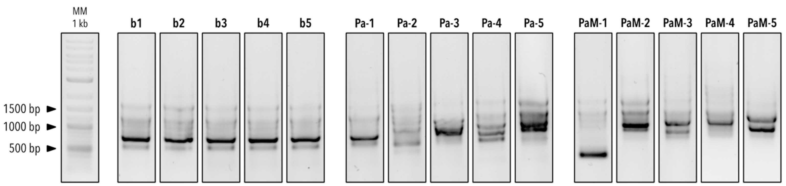 Microorganisms 12 02025 g004