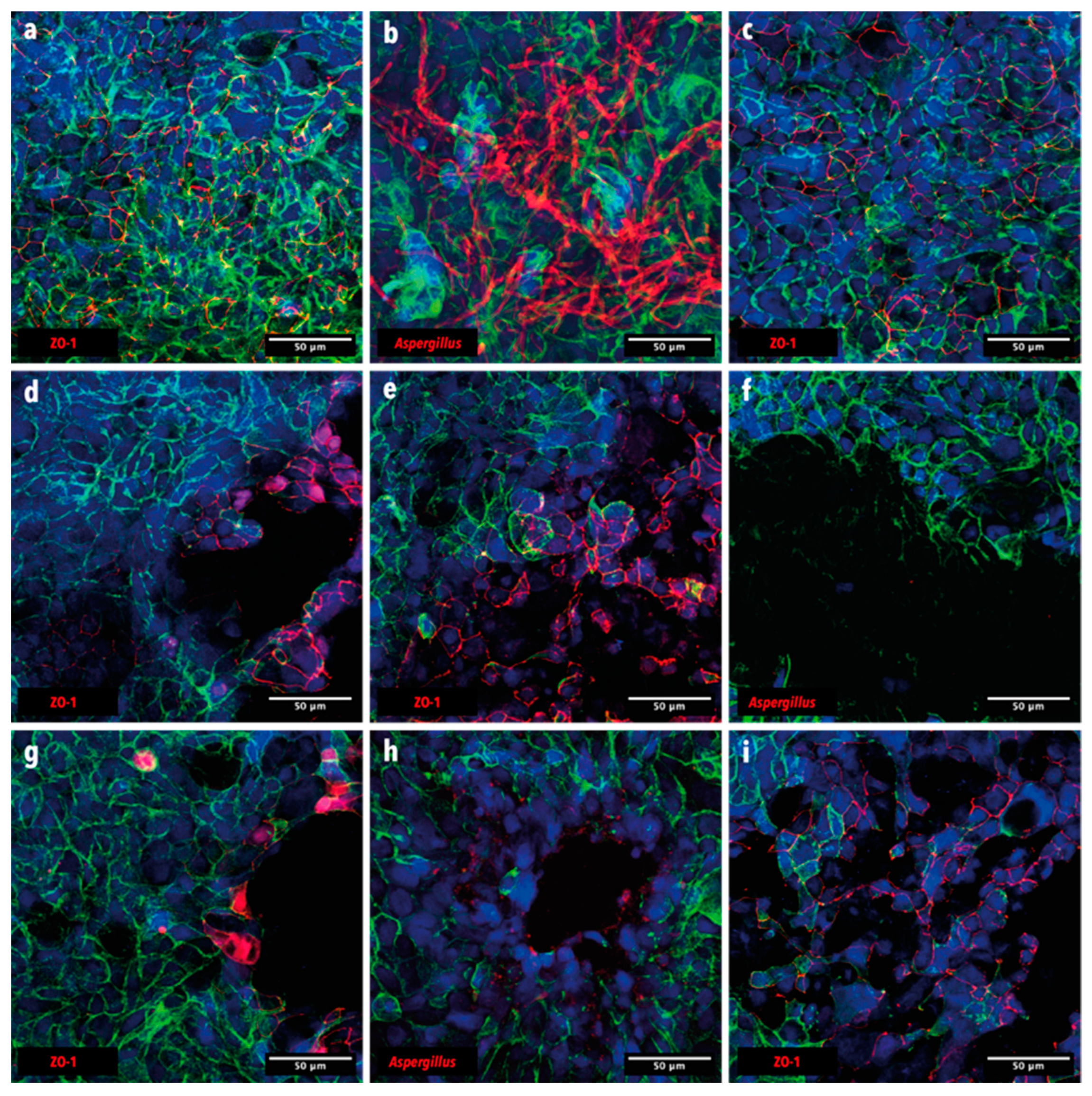 Microorganisms 12 02025 g007