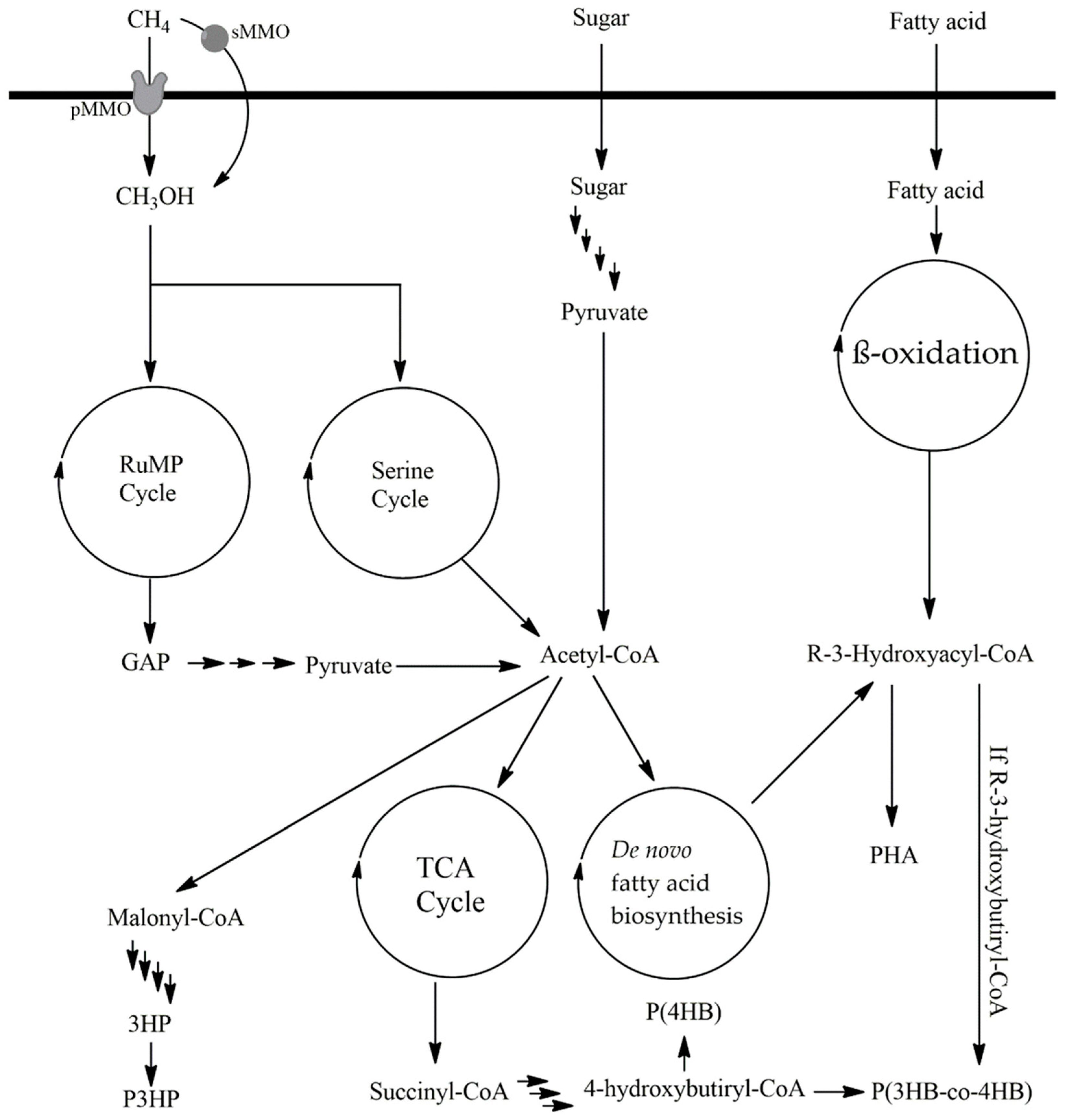 Microorganisms 12 02028 g003