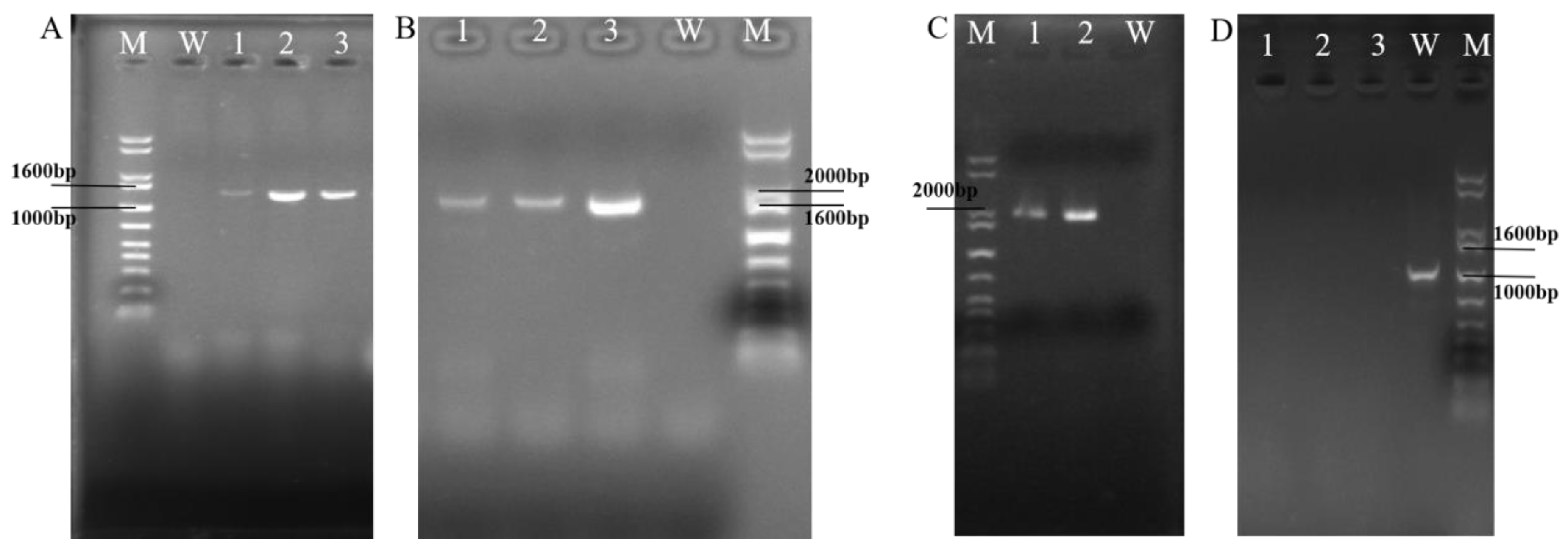 Microorganisms 12 02081 g006