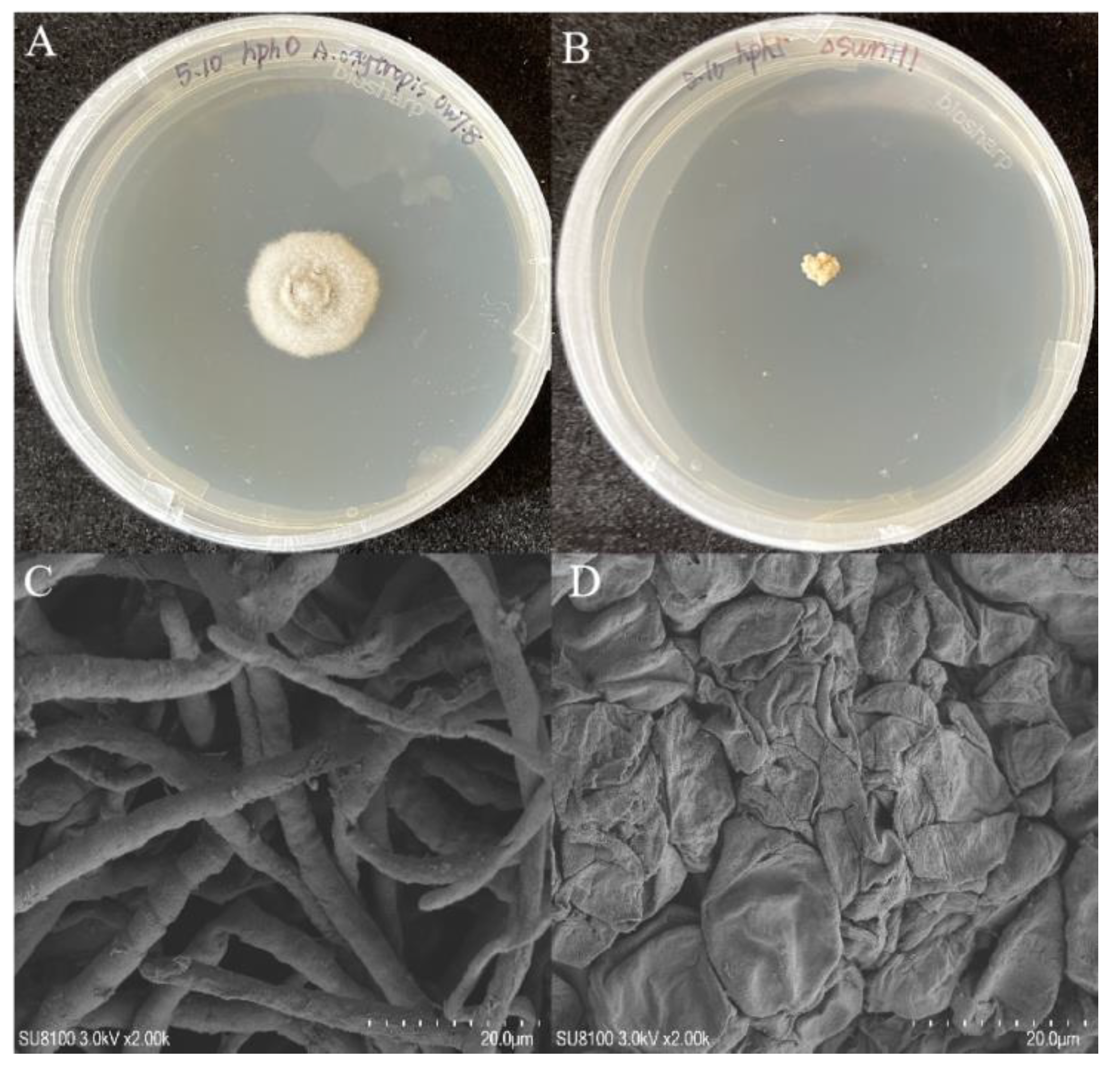 Microorganisms 12 02081 g007