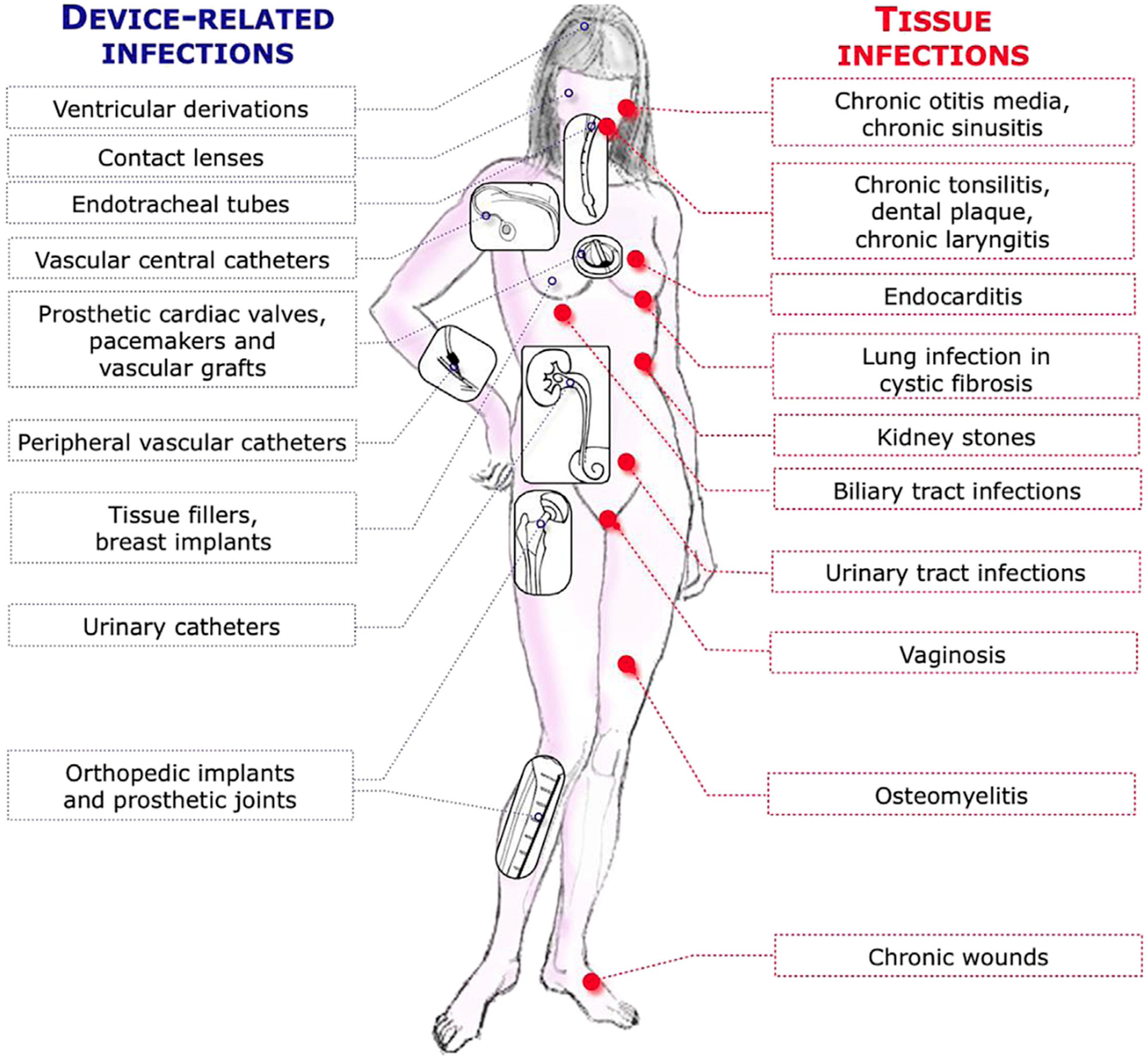 Microorganisms 12 02115 g001
