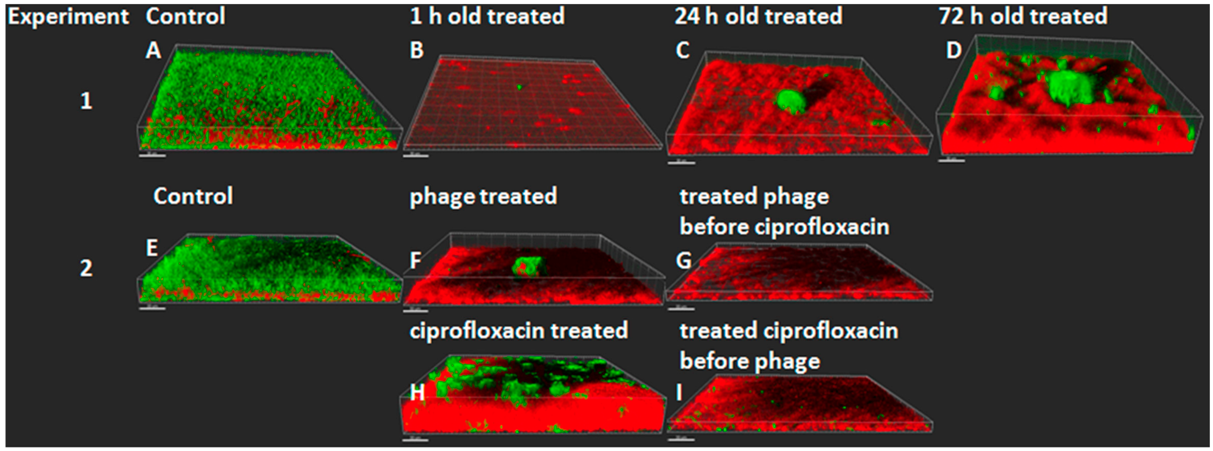 Microorganisms 12 02115 g008