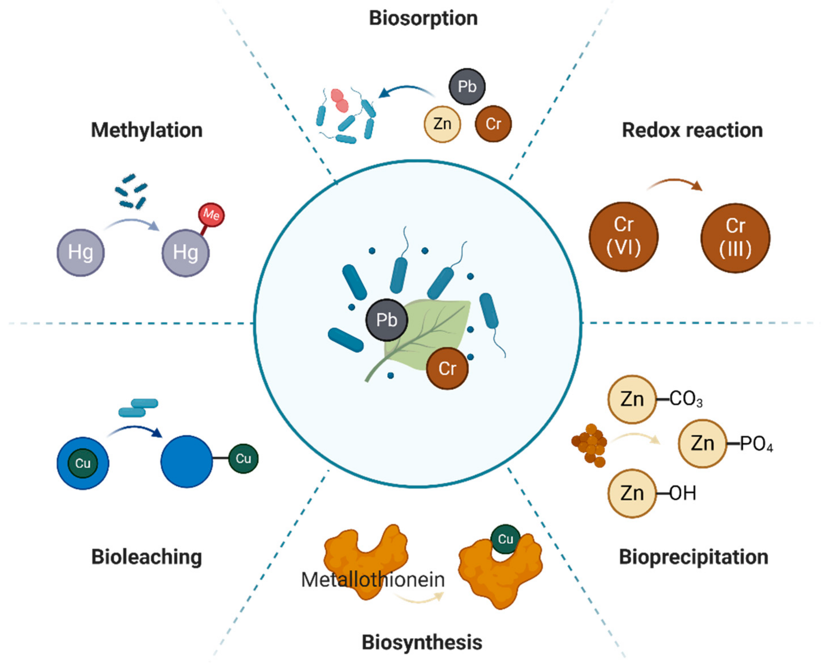 Microorganisms 12 02137 g001
