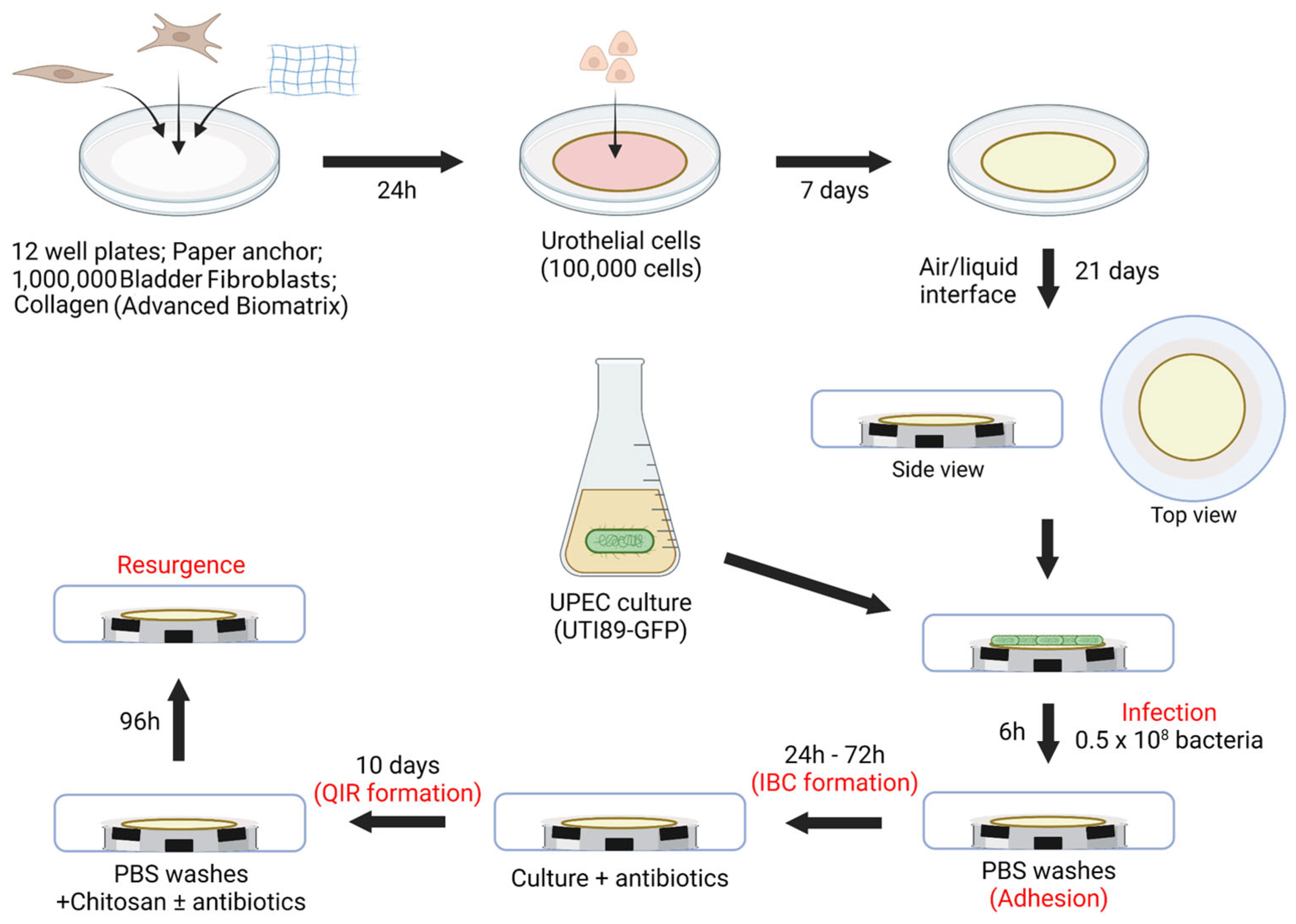 Microorganisms 12 02155 g002