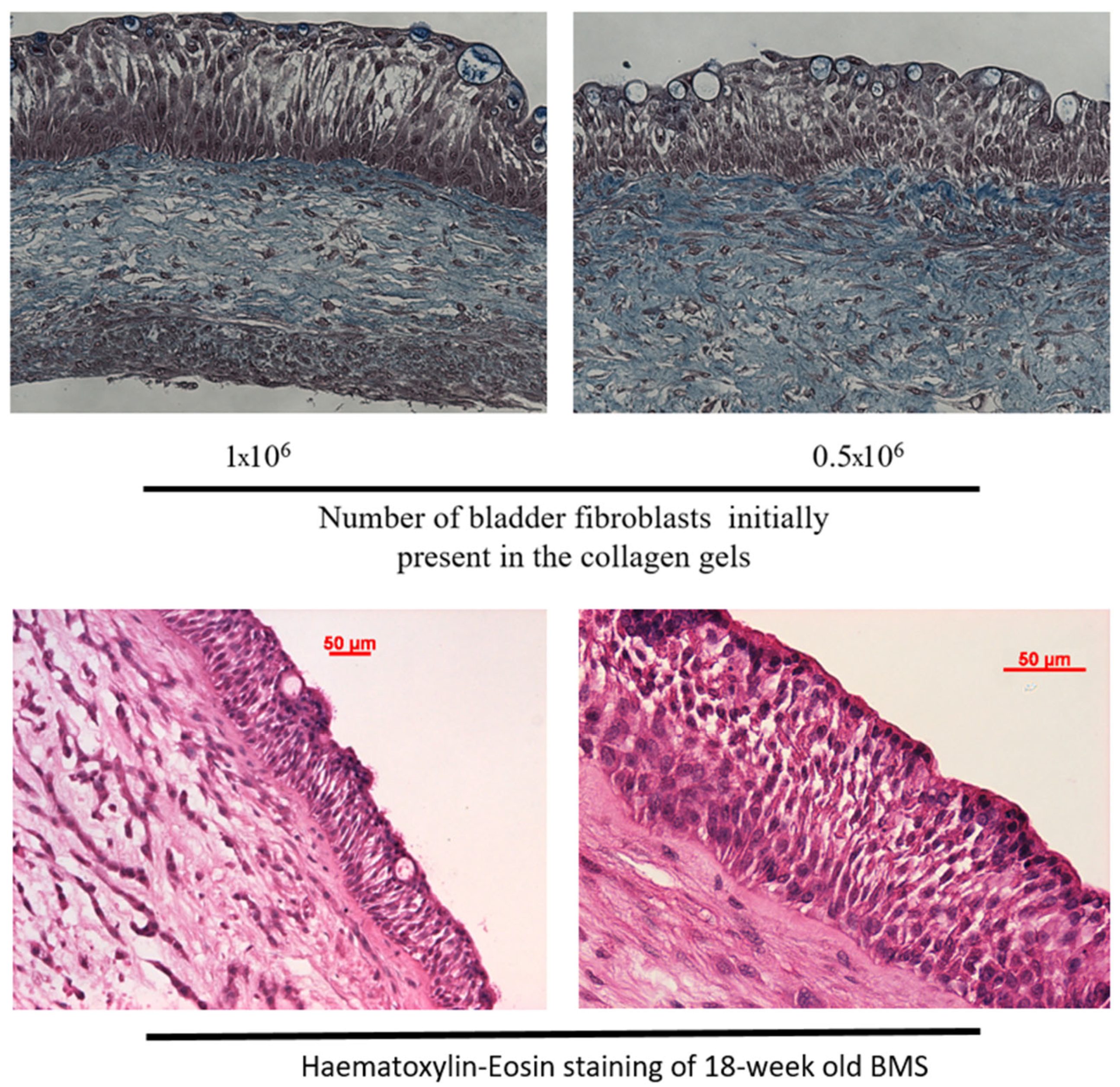 Microorganisms 12 02155 g004