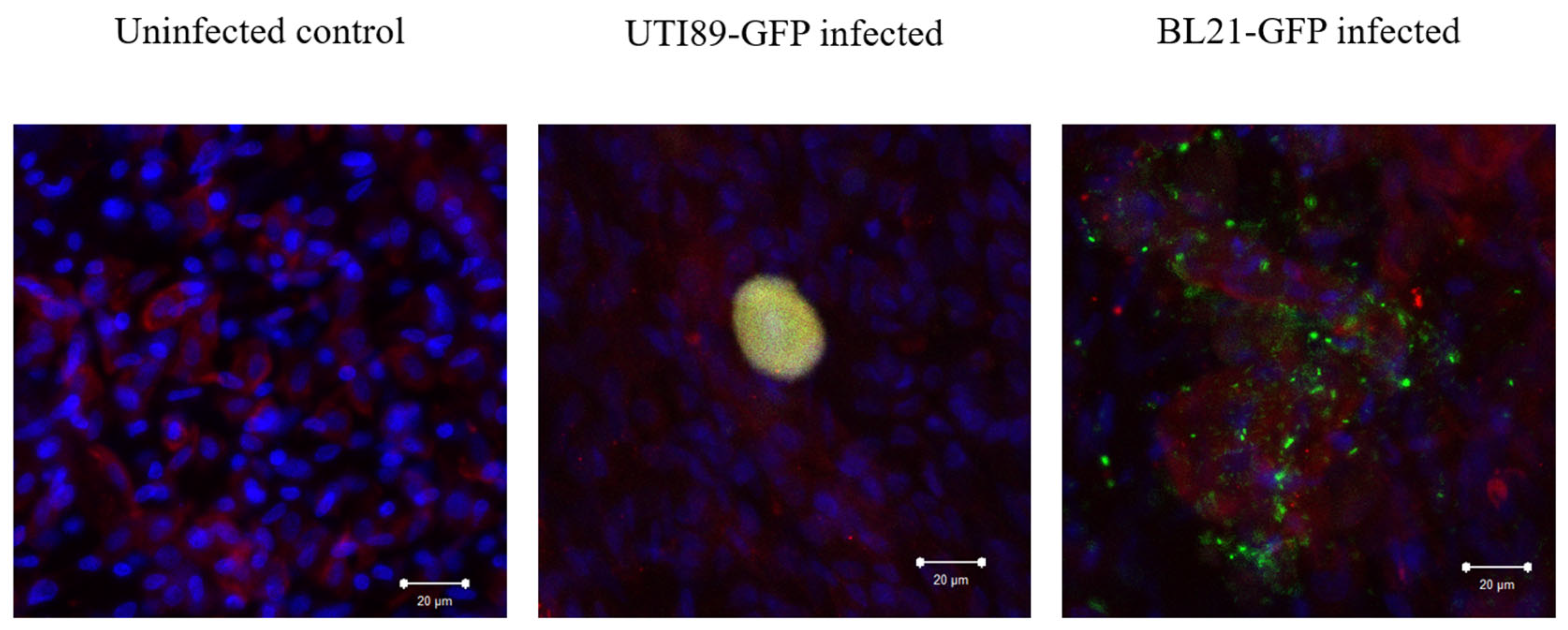 Microorganisms 12 02155 g007