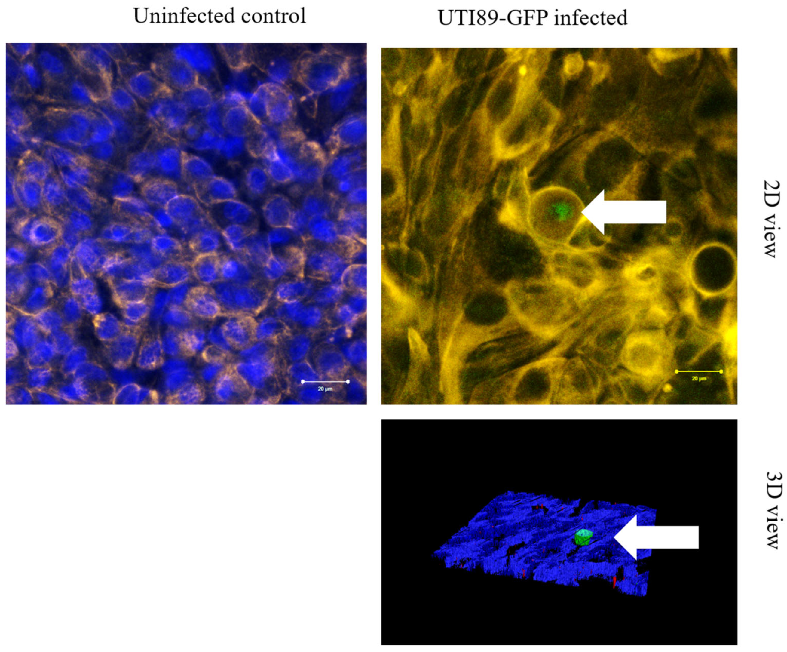 Microorganisms 12 02155 g008