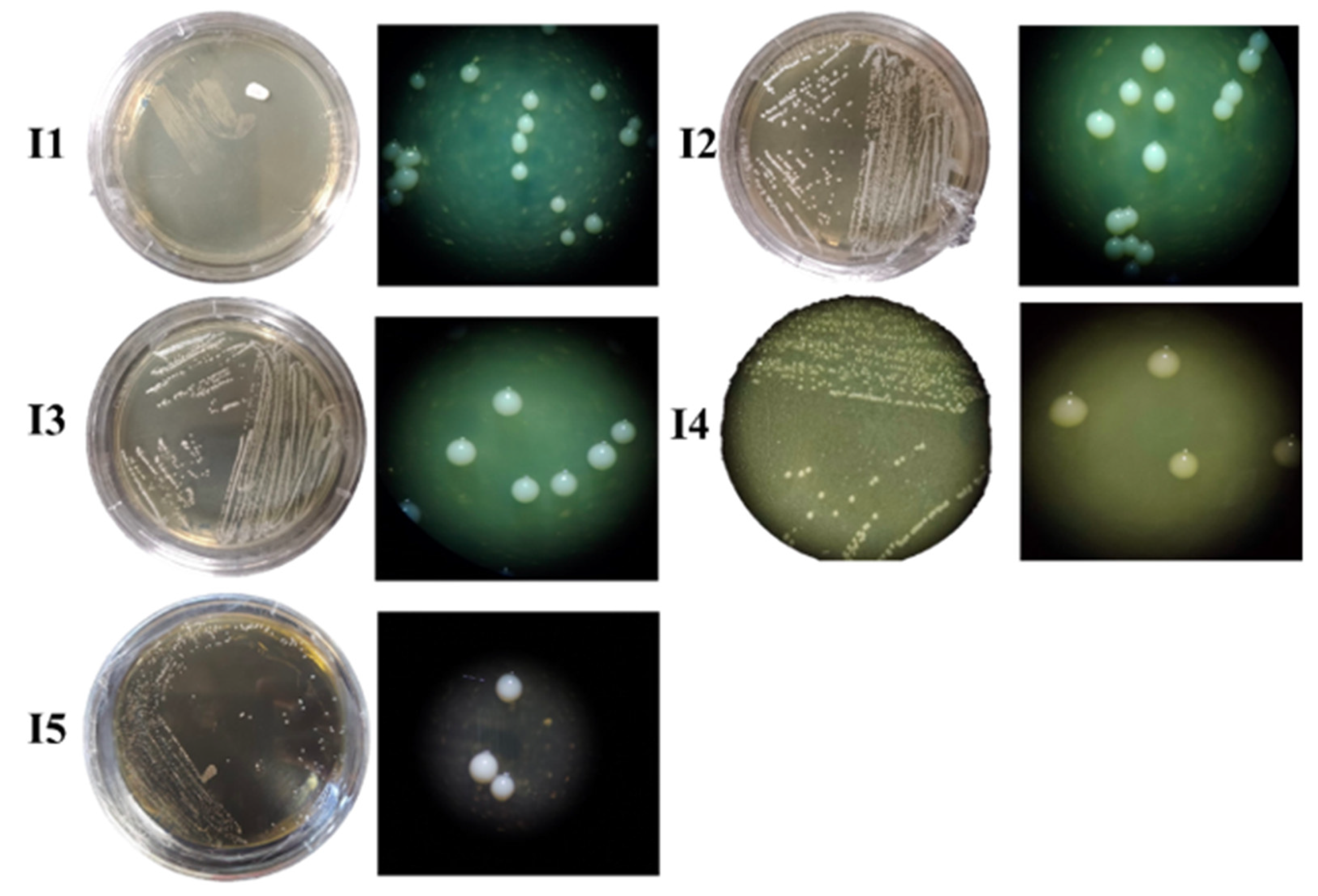 Microorganisms 12 02236 g003
