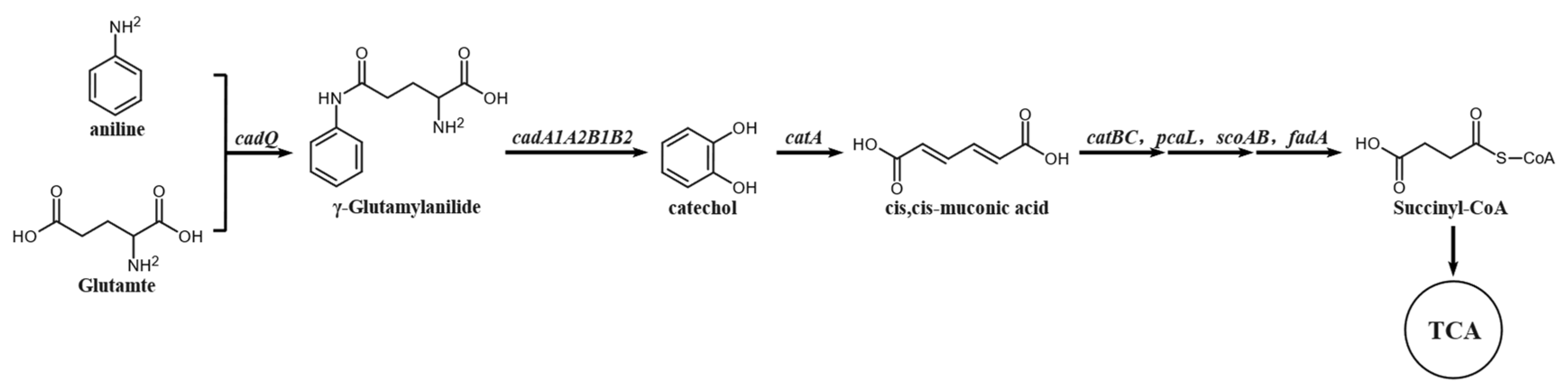 Microorganisms 12 02293 g006