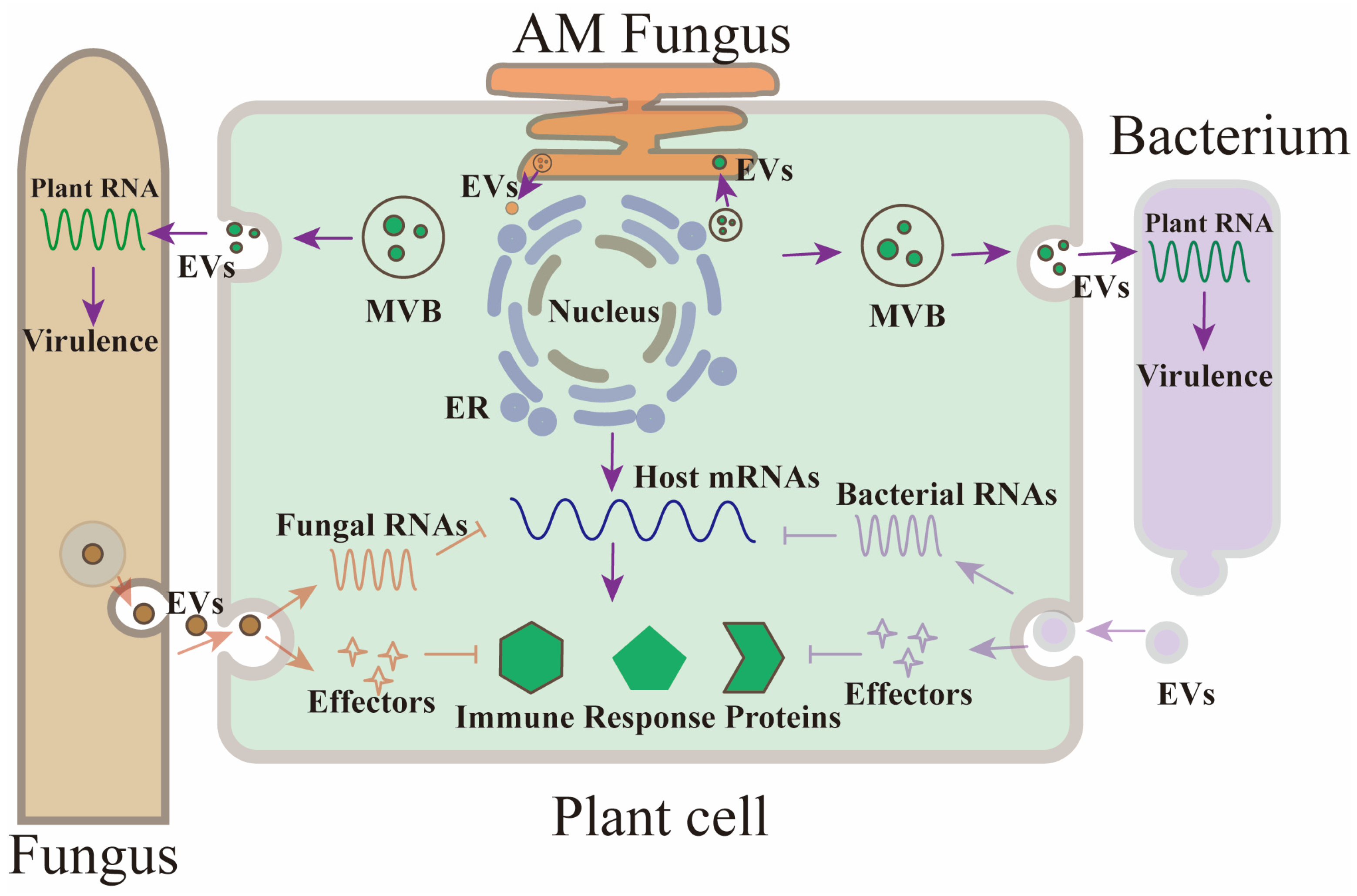 Microorganisms 12 02392 g001