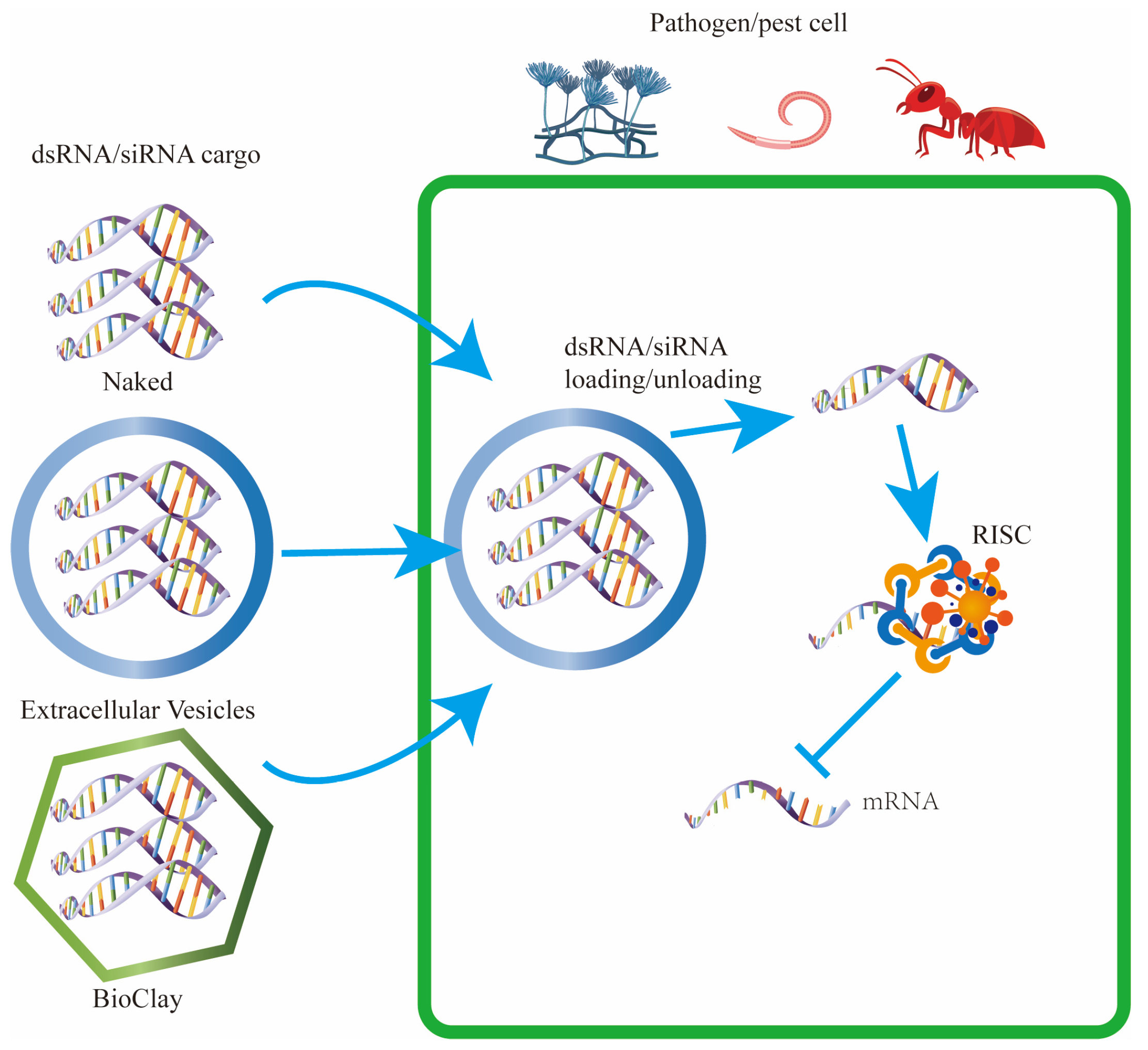 Microorganisms 12 02392 g002