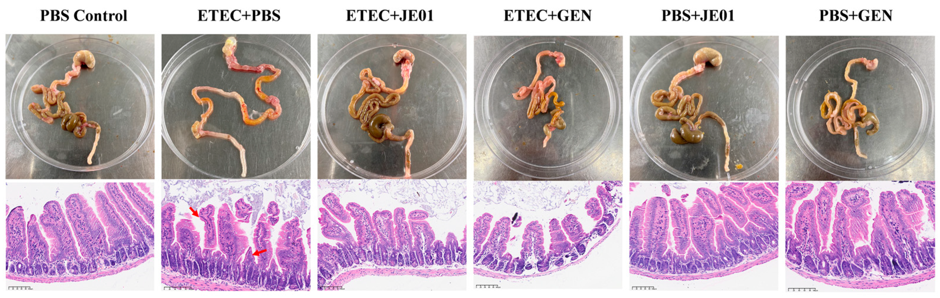 Microorganisms 12 02532 g006
