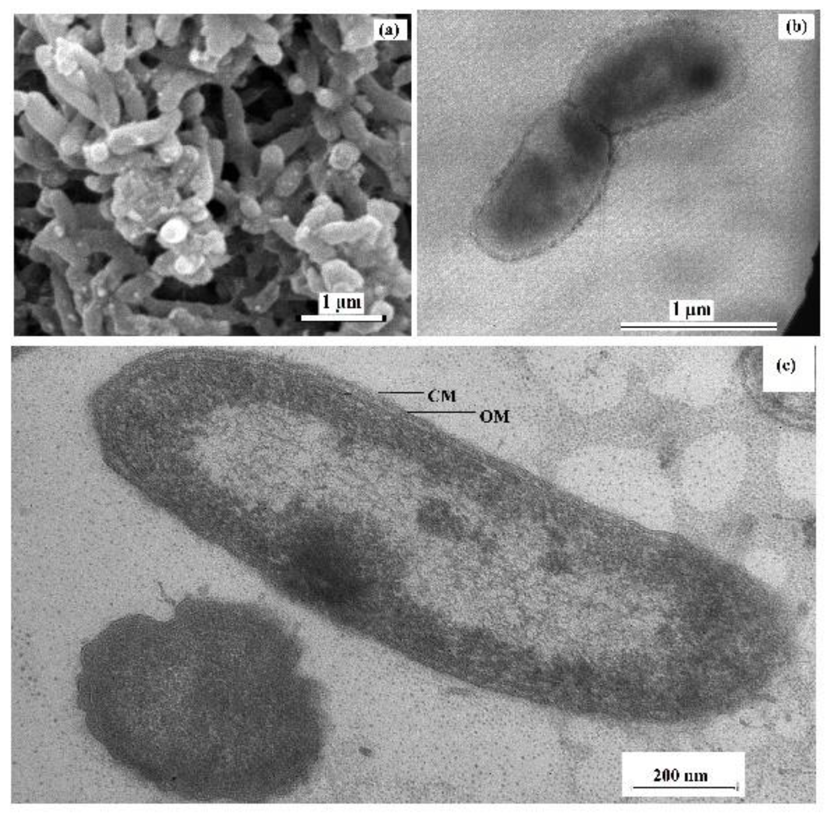 Microorganisms 12 02552 g001 Microorganisms 12 02552 g001