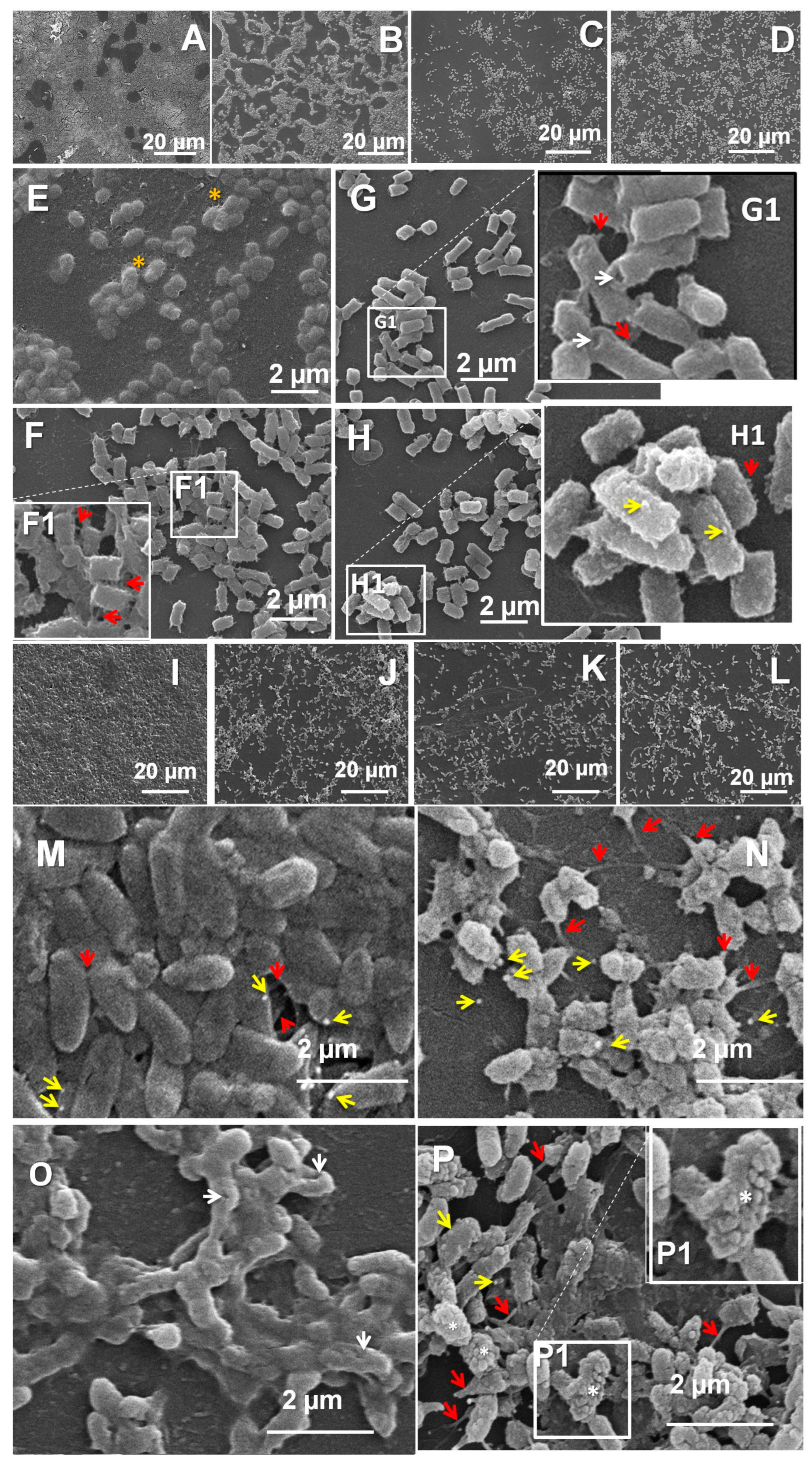 Microorganisms 12 02670 g009