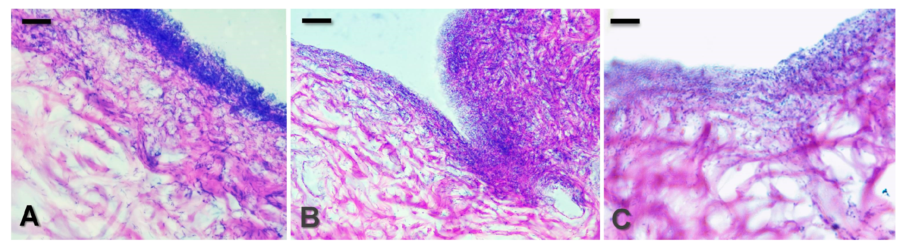 Microorganisms 12 02670 g010