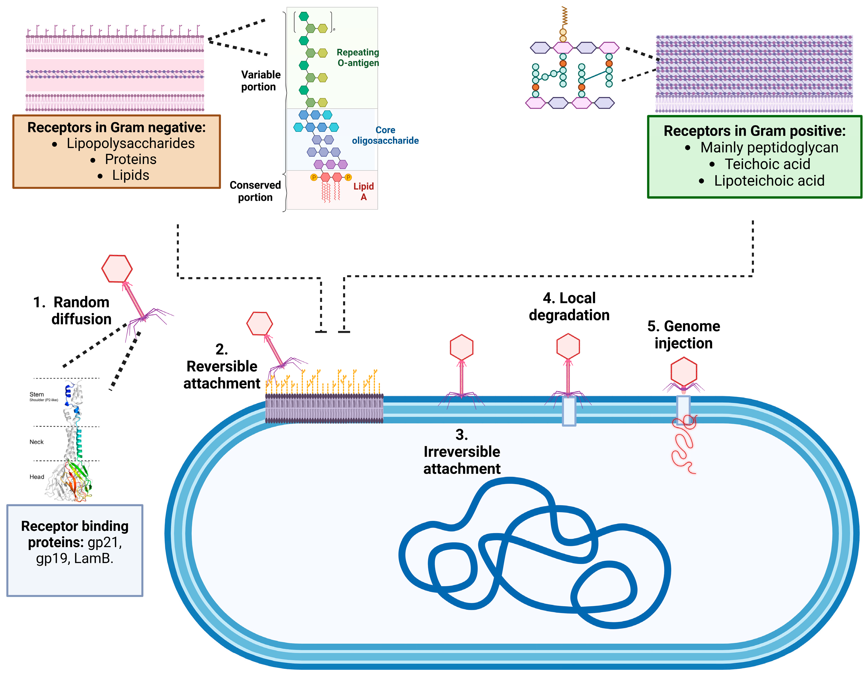 Microorganisms 13 00100 g004 Microorganisms 13 00100 g004