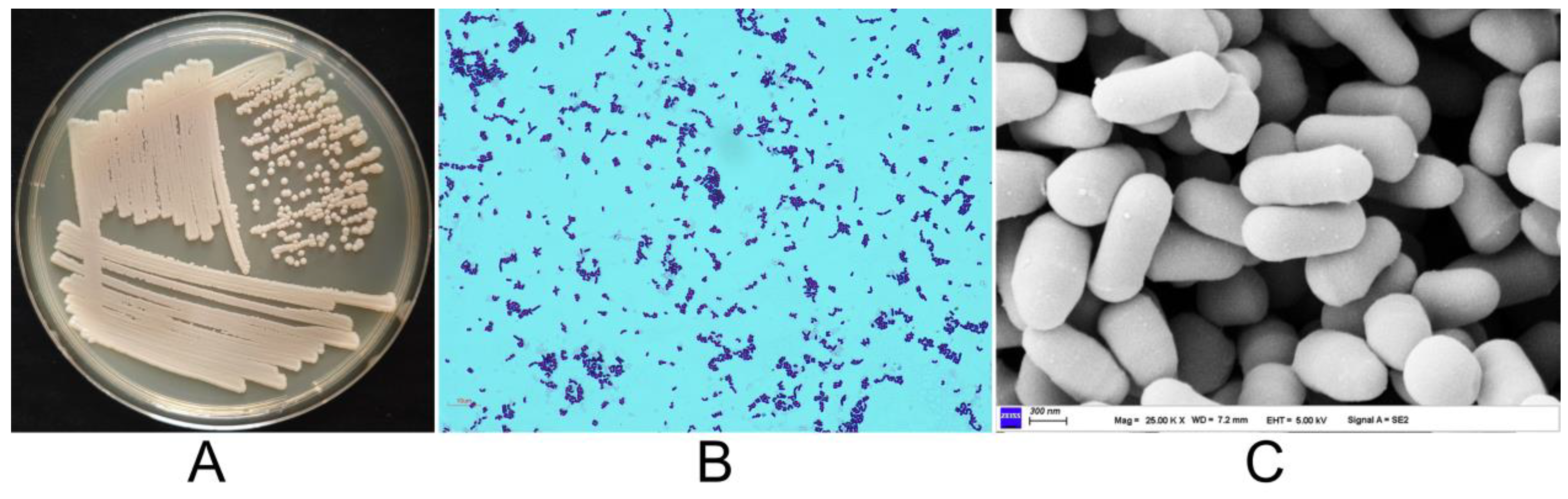 Microorganisms 13 00208 g001