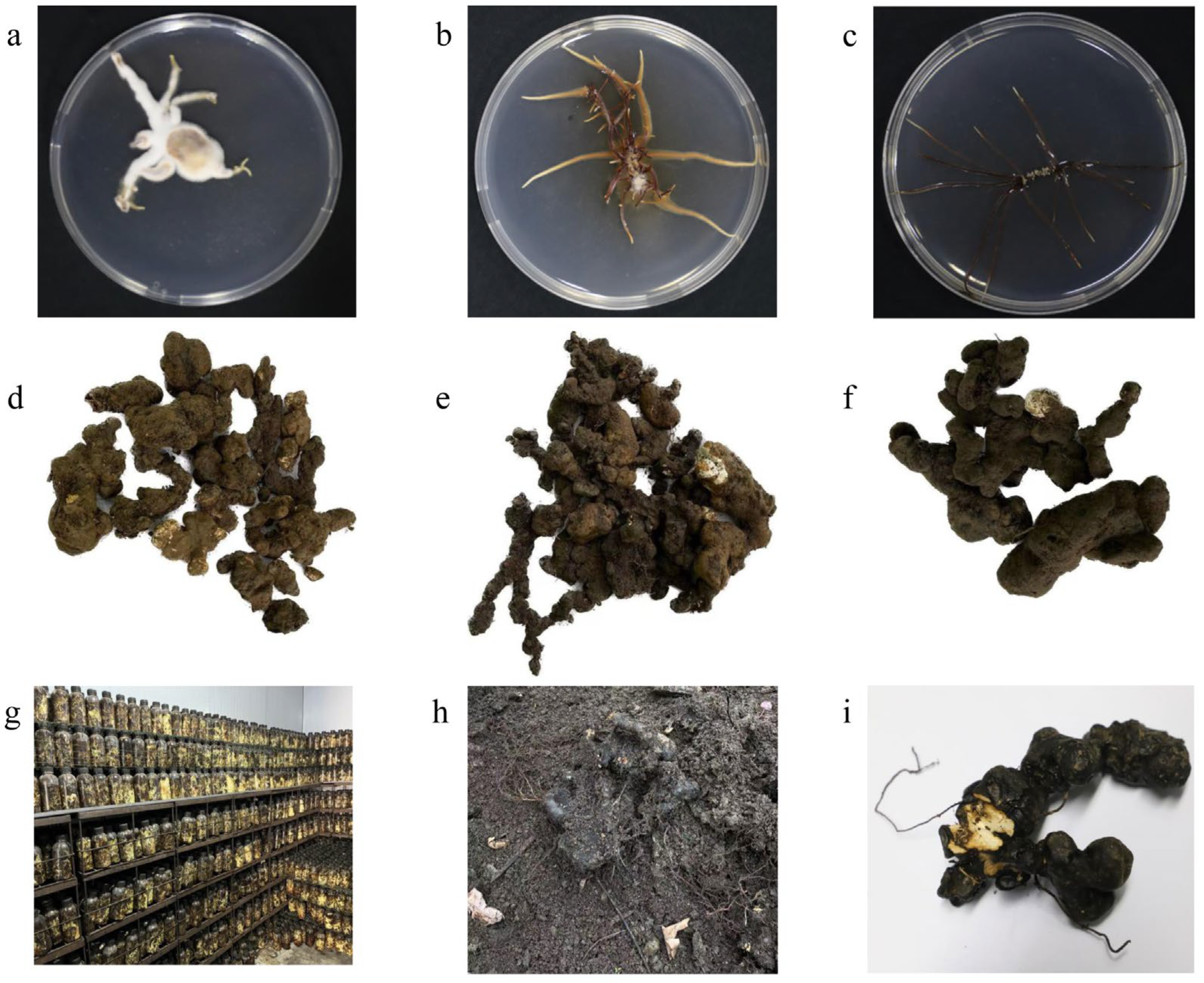 Microorganisms 13 00228 g001
