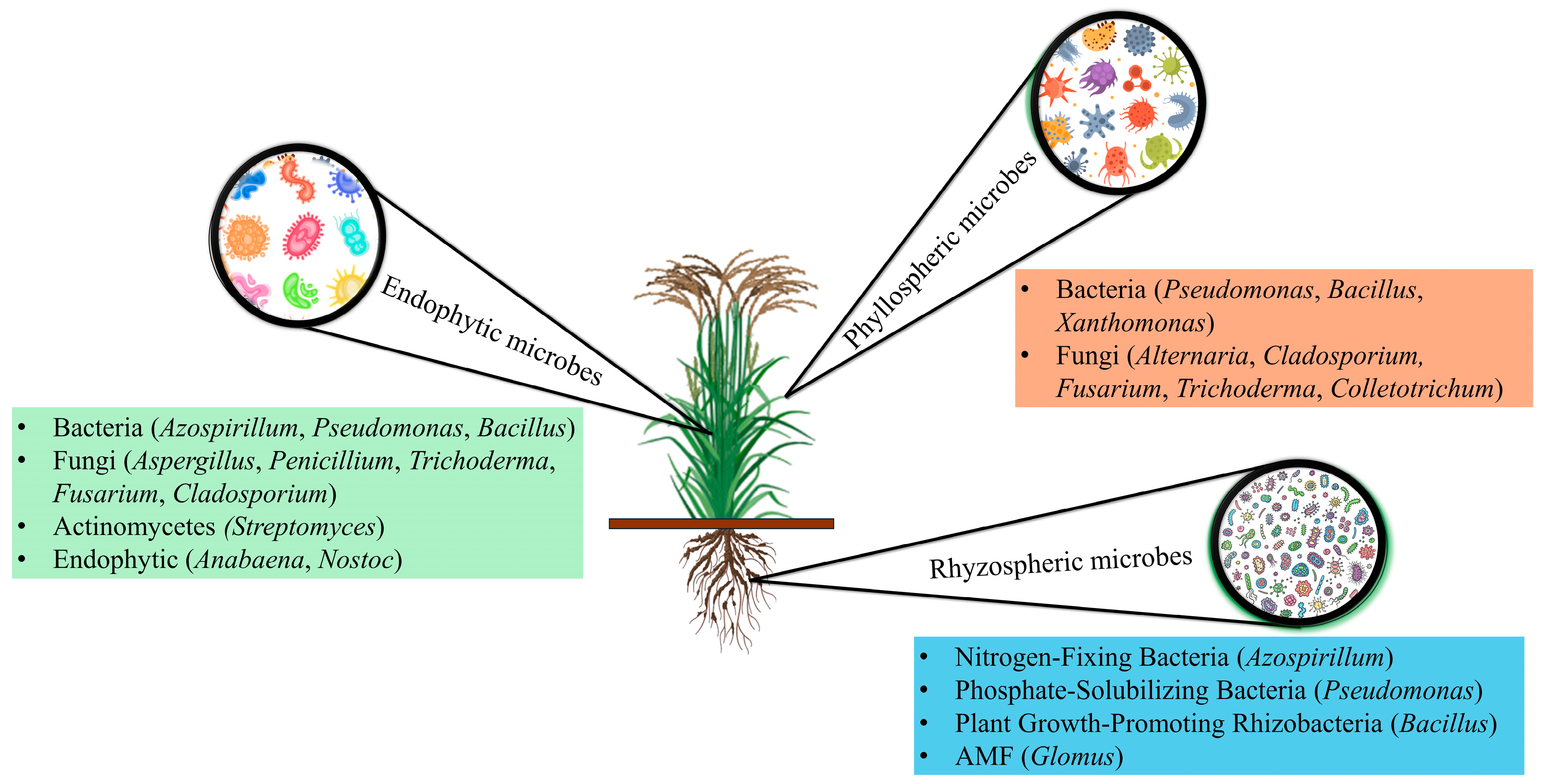 Microorganisms 13 00233 g001
