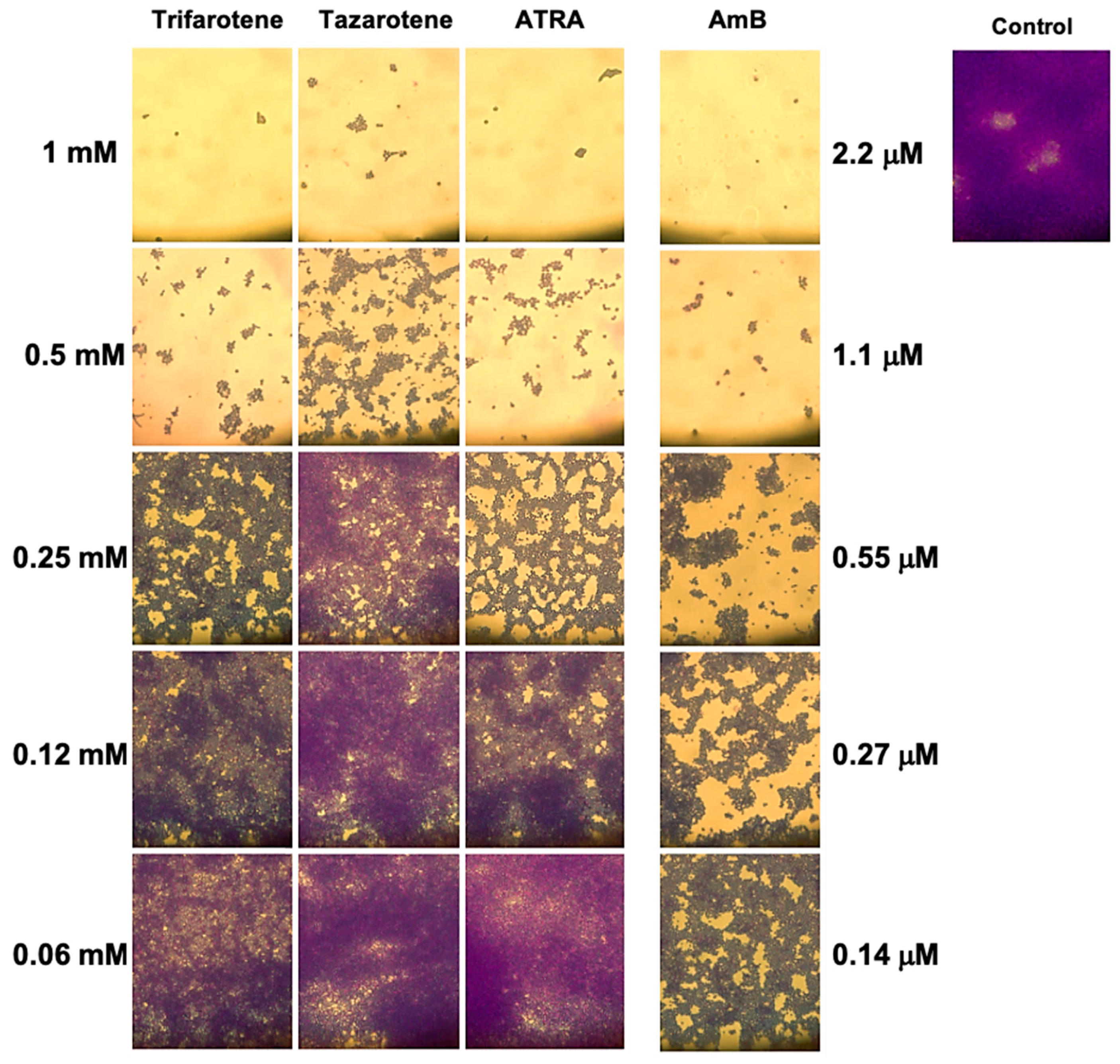 Microorganisms 13 00237 g006