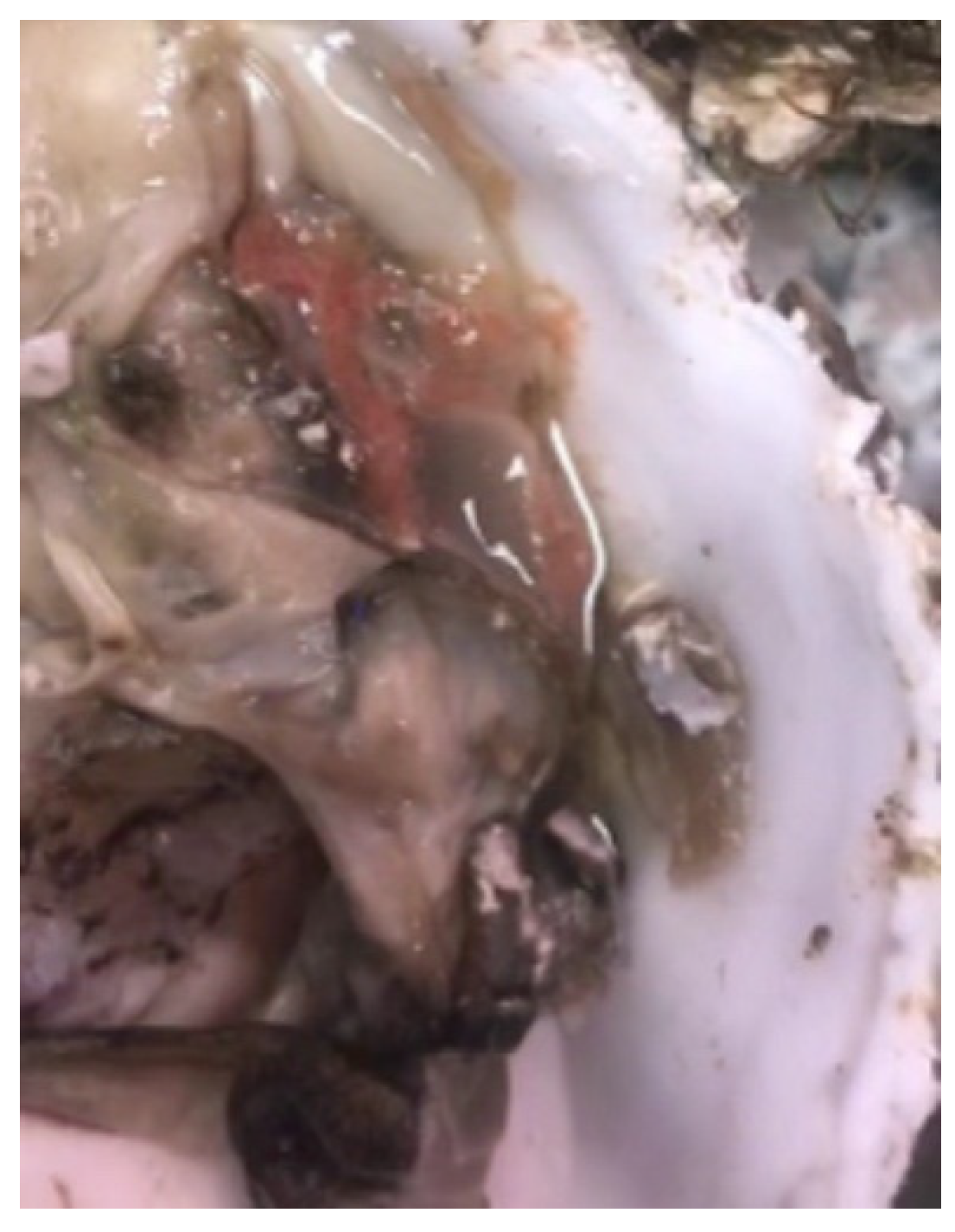 Microorganisms 13 00296 g002 Microorganisms 13 00296 g002