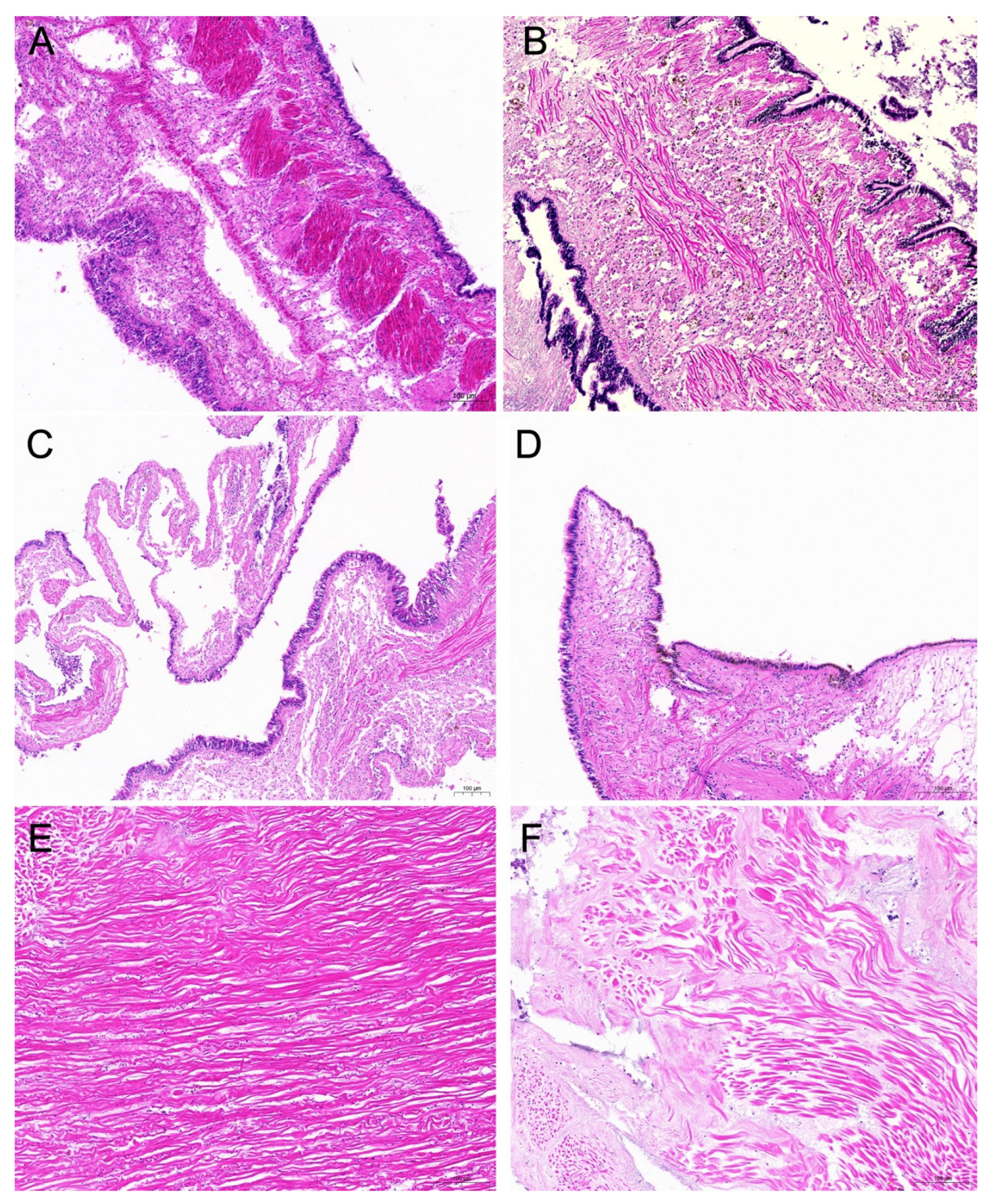 Microorganisms 13 00296 g010 Microorganisms 13 00296 g010
