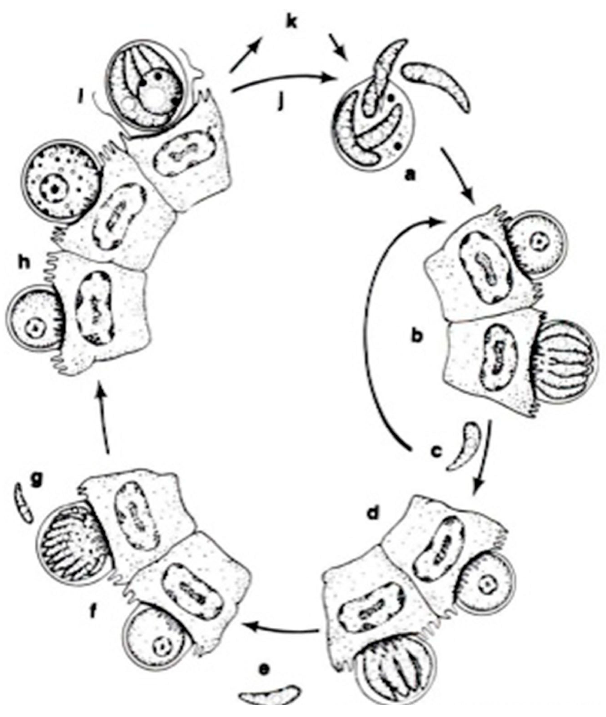 Microorganisms 13 00347 g004 Microorganisms 13 00347 g004